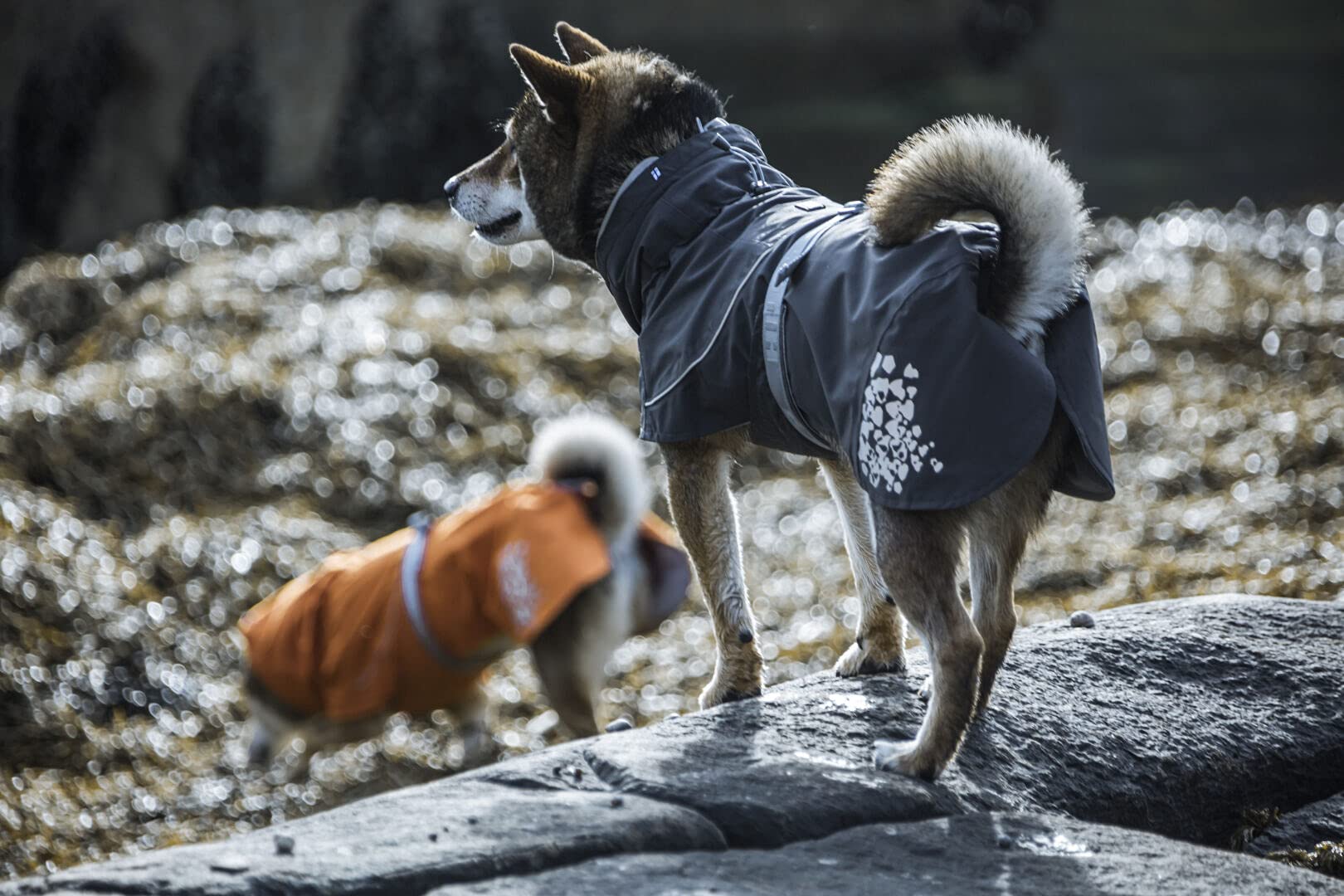 Hurtta Monsoon Coat, Dog Raincoat, Blackberry, 18 In