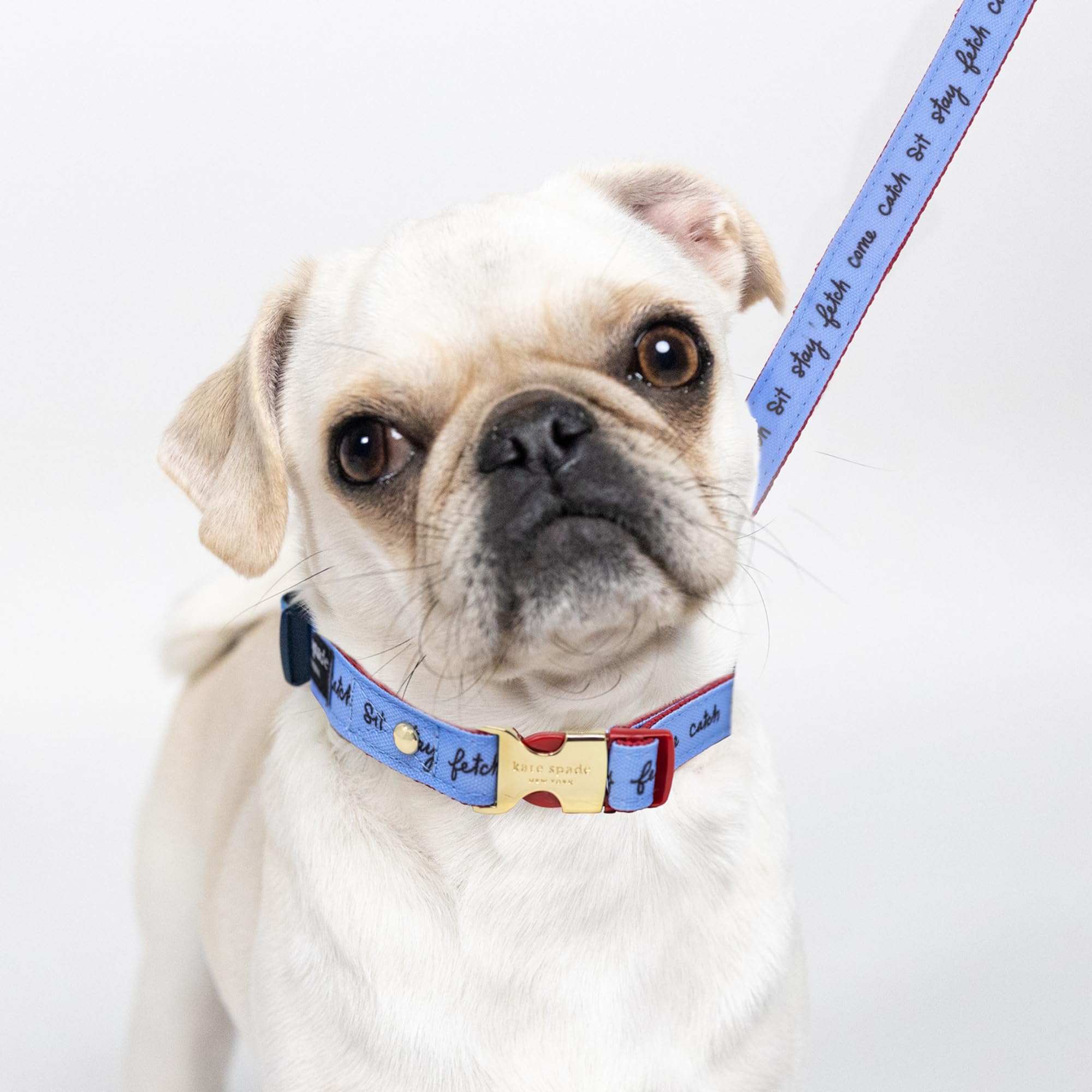 Kate Spade New York Cute Dog Collar With Gold Metal Details & Plastic Buckle, 10.5-13.5 Adjustable Dog Collar For Female Or