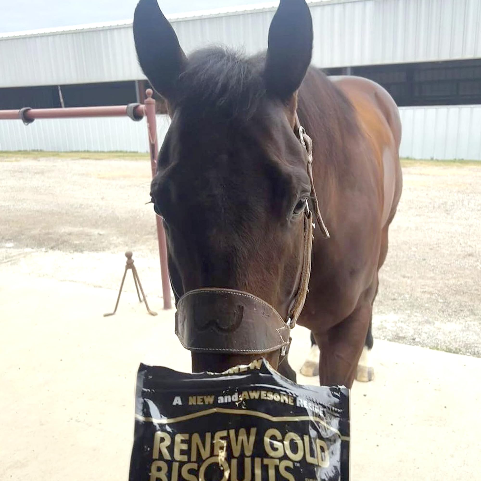 Renew Gold Bisquits - Horse Treats for All Horses