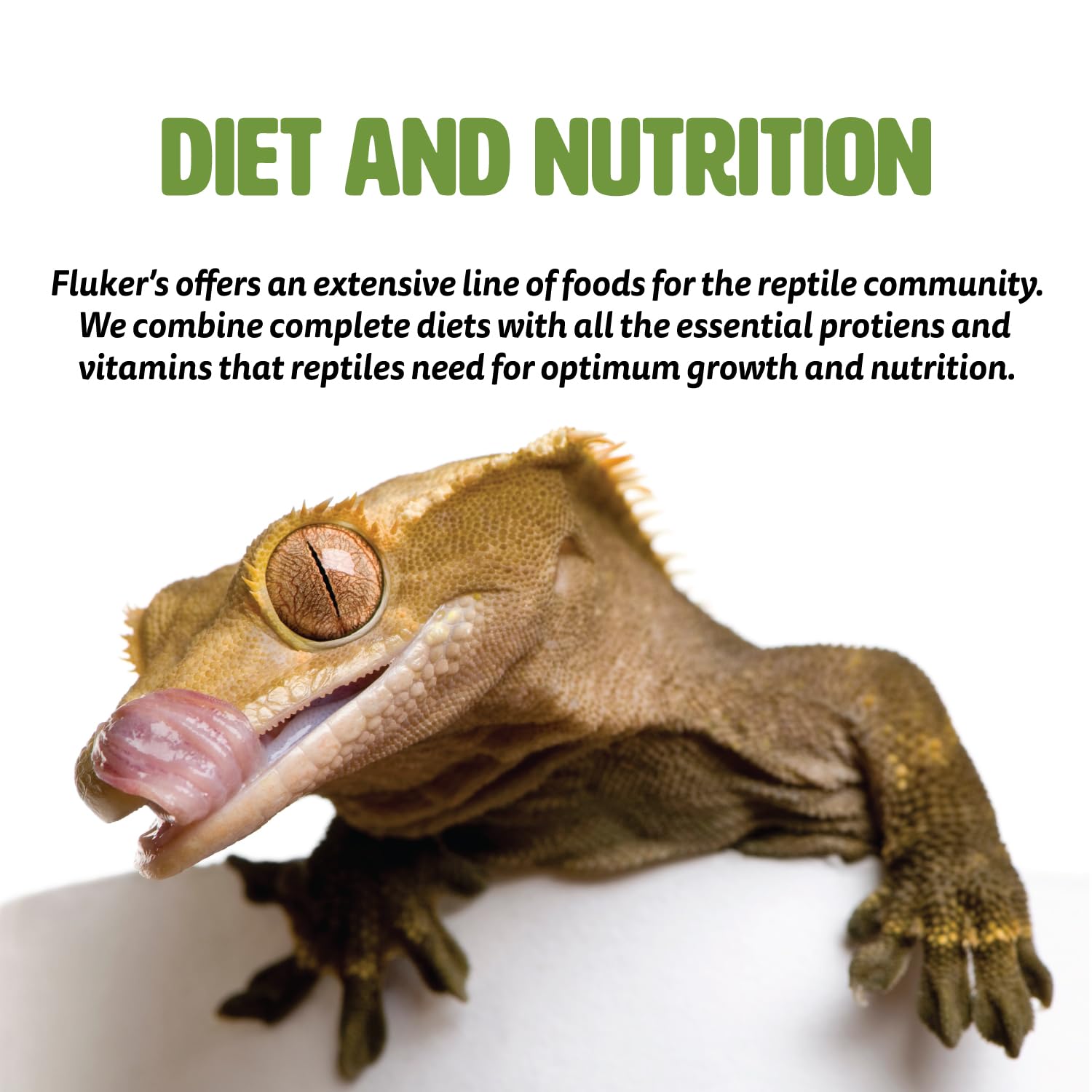 Flukers Fresh Feeder Vac Pack Dubia Roaches, All Natural and Preservative Free, Great for Insect Eating Reptiles, Birds, or Sma