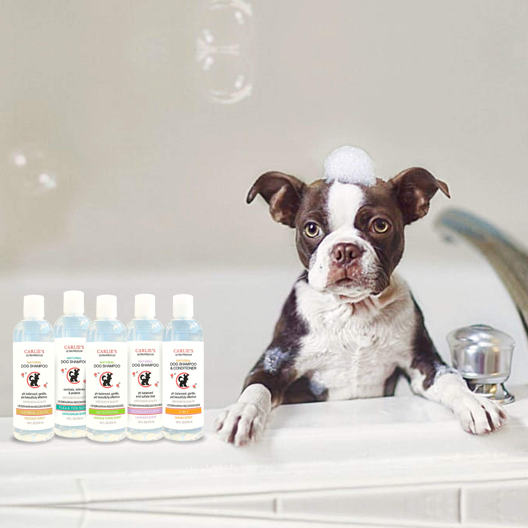 Scoochie Pets Dog Shampoo & Conditioner| Skin Soothing, Ph Balanced| Deodorizing, Moisturizing & Detangling Action| Hypoallergenic & Veterinarian Recommended Pet Grooming (Coconut - Oatmeal & Aloe)