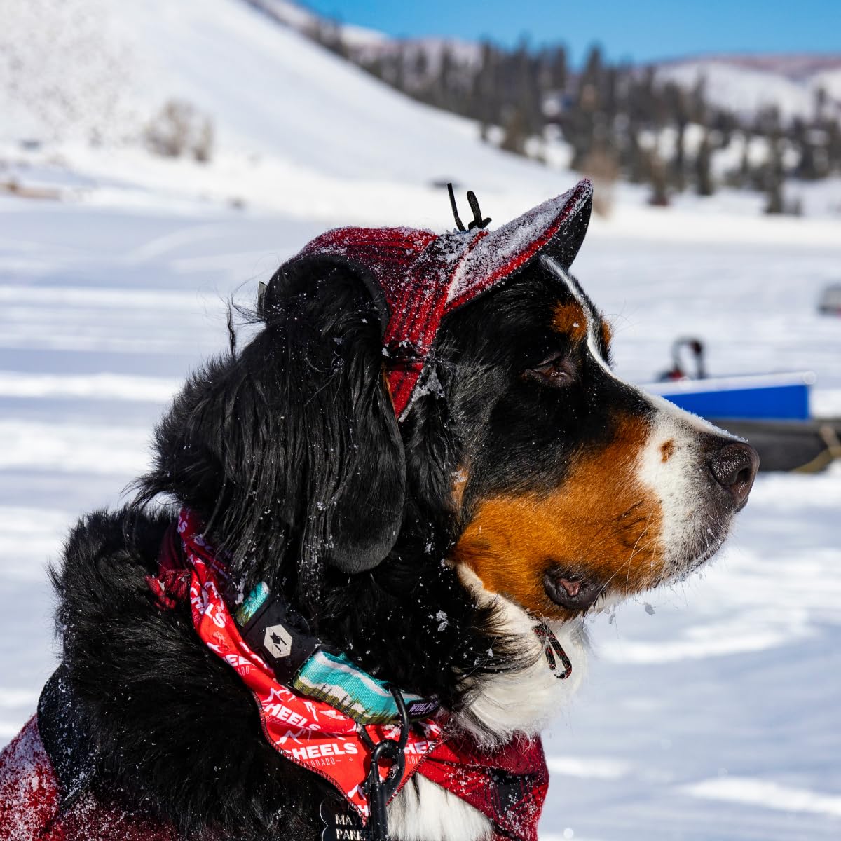 Wolfgang Heavy Duty Martingale Dog Collar With Quick Release Nylon Buckle For Walking & Training, Greatescape Print, Small