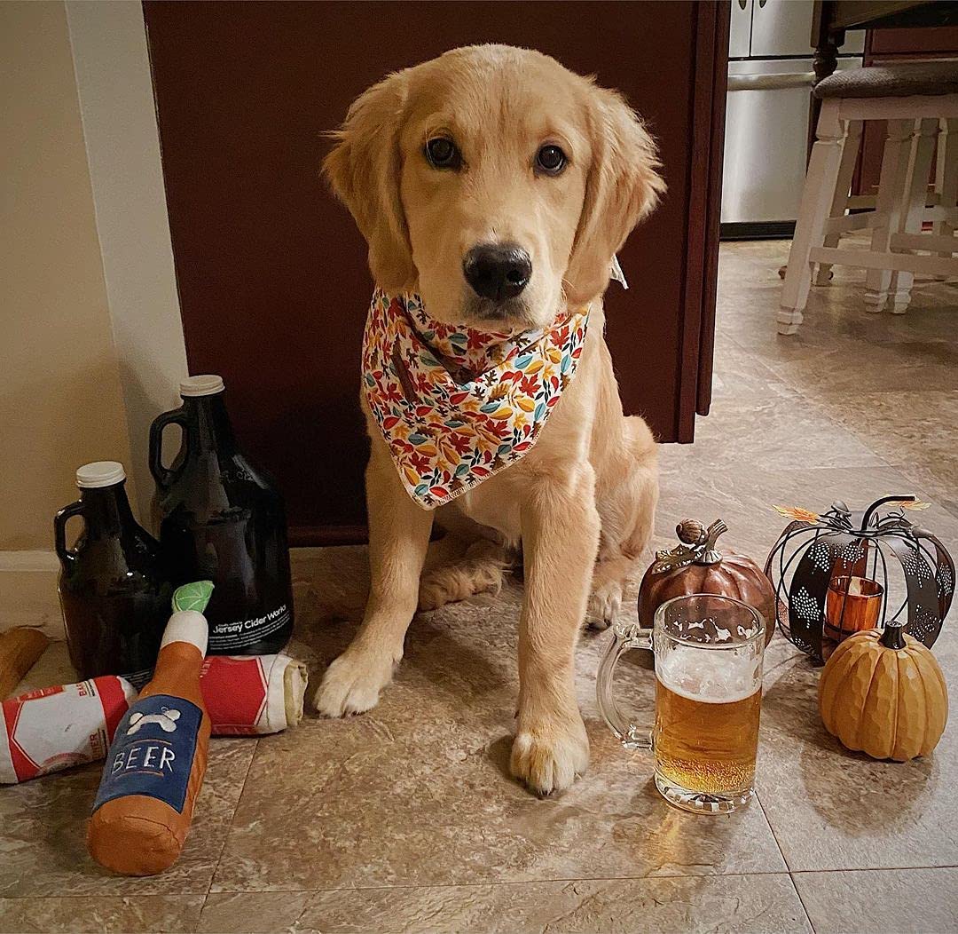 Elegant Little Tail Dog Bandanas - 1Pack Washable Fall Scarf, Square Bib Kerchief, Adjustable Pet Bandana For Medium Or Large Do