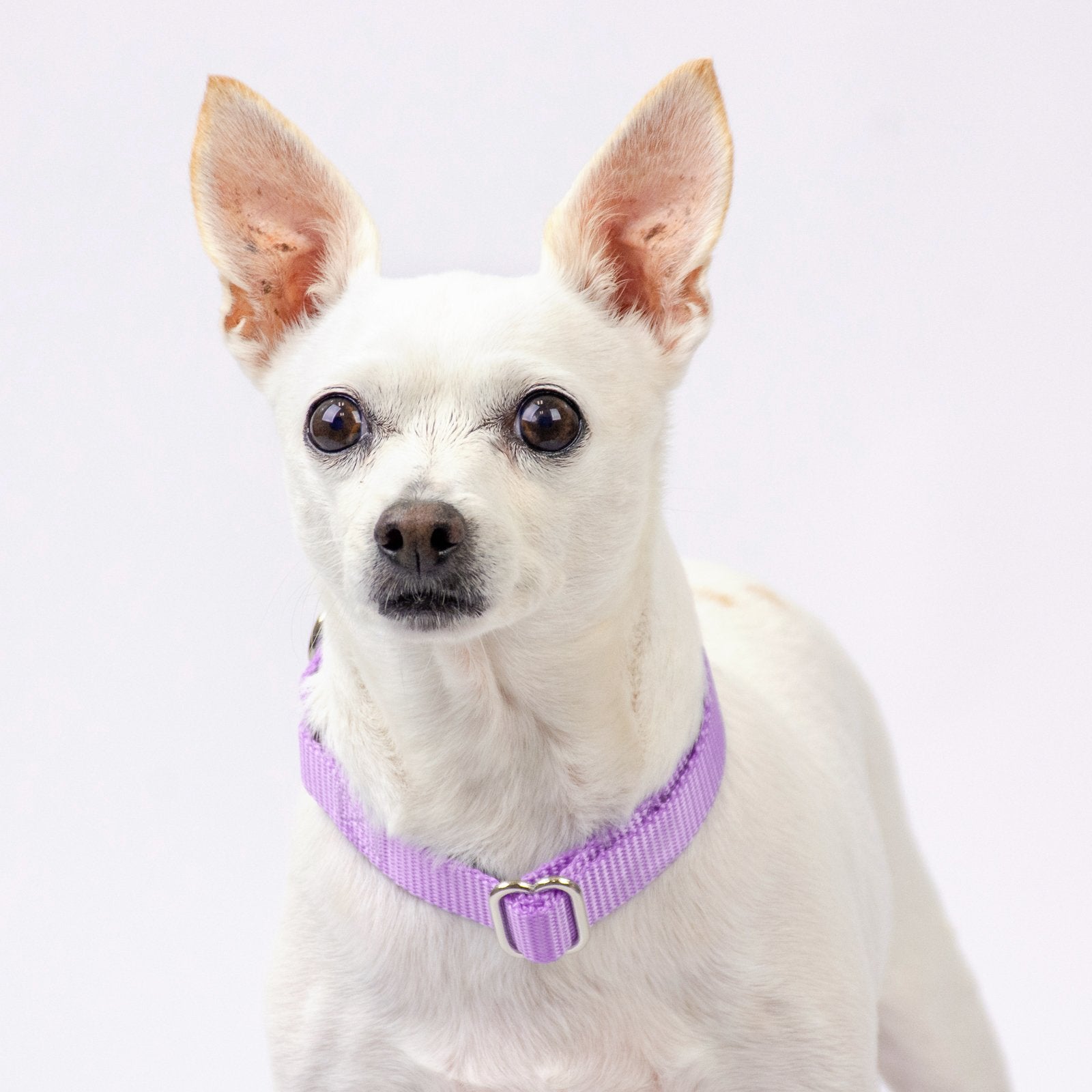 Country Brook Design - Vibrant 30+ Color Selection - Premium Nylon Dog Collar With Metal Buckle (Medium, 3/4 Inch, Lavender)