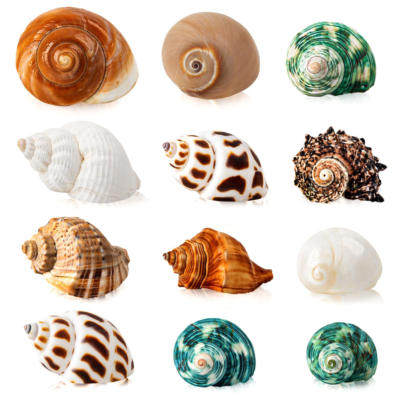 12PCS Hermit Crab Shells | Natural Sea Conch Size 1.6-3.2 | Growth Turbo for Small to Medium and Large Crabs, Saltwater Hermit C