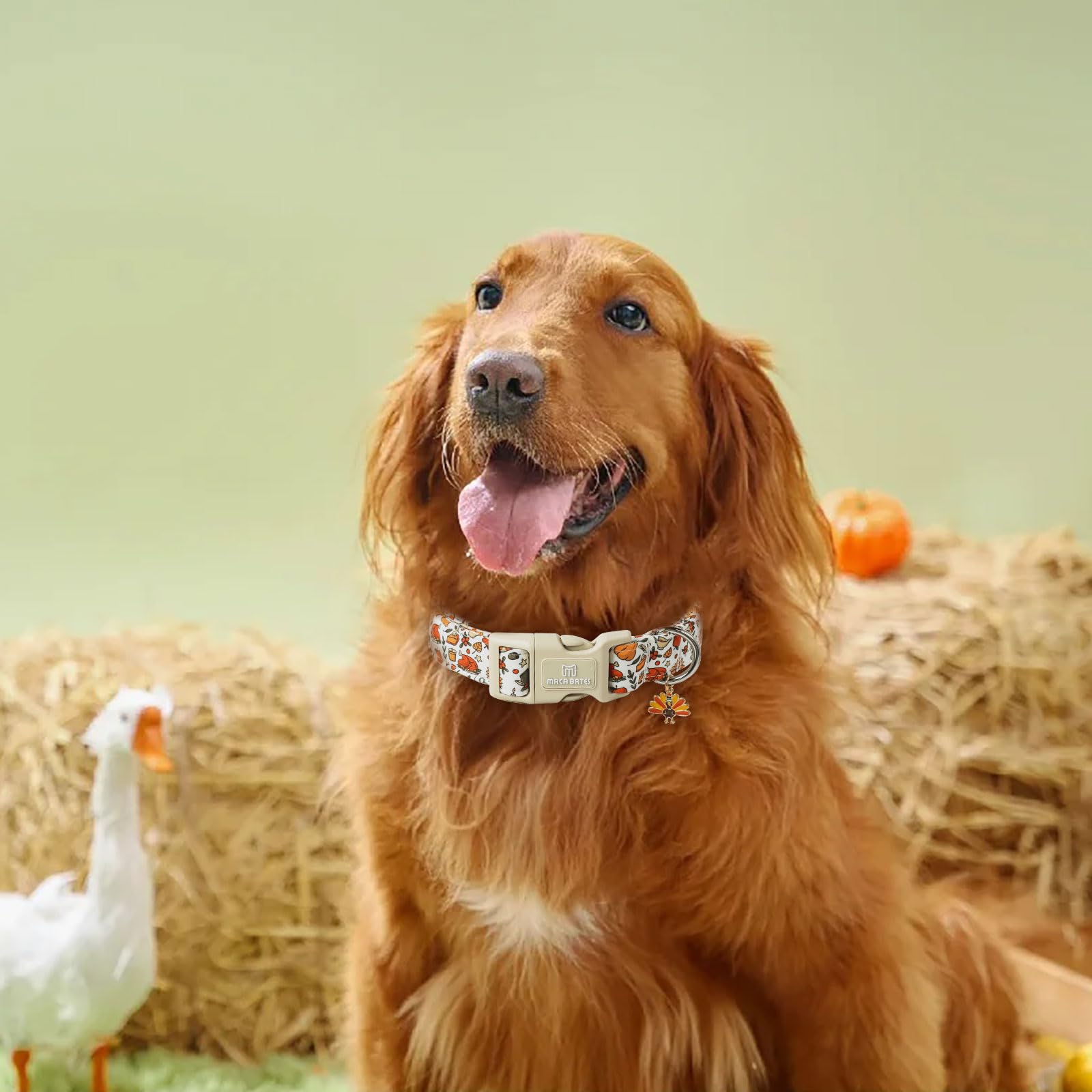 Maca Bates Fall Dog Collar Turkey Dogs Collars Thanksgiving Day Farm Puppy Colar Durable Comfortable Adjustable Birthday Gift Fo