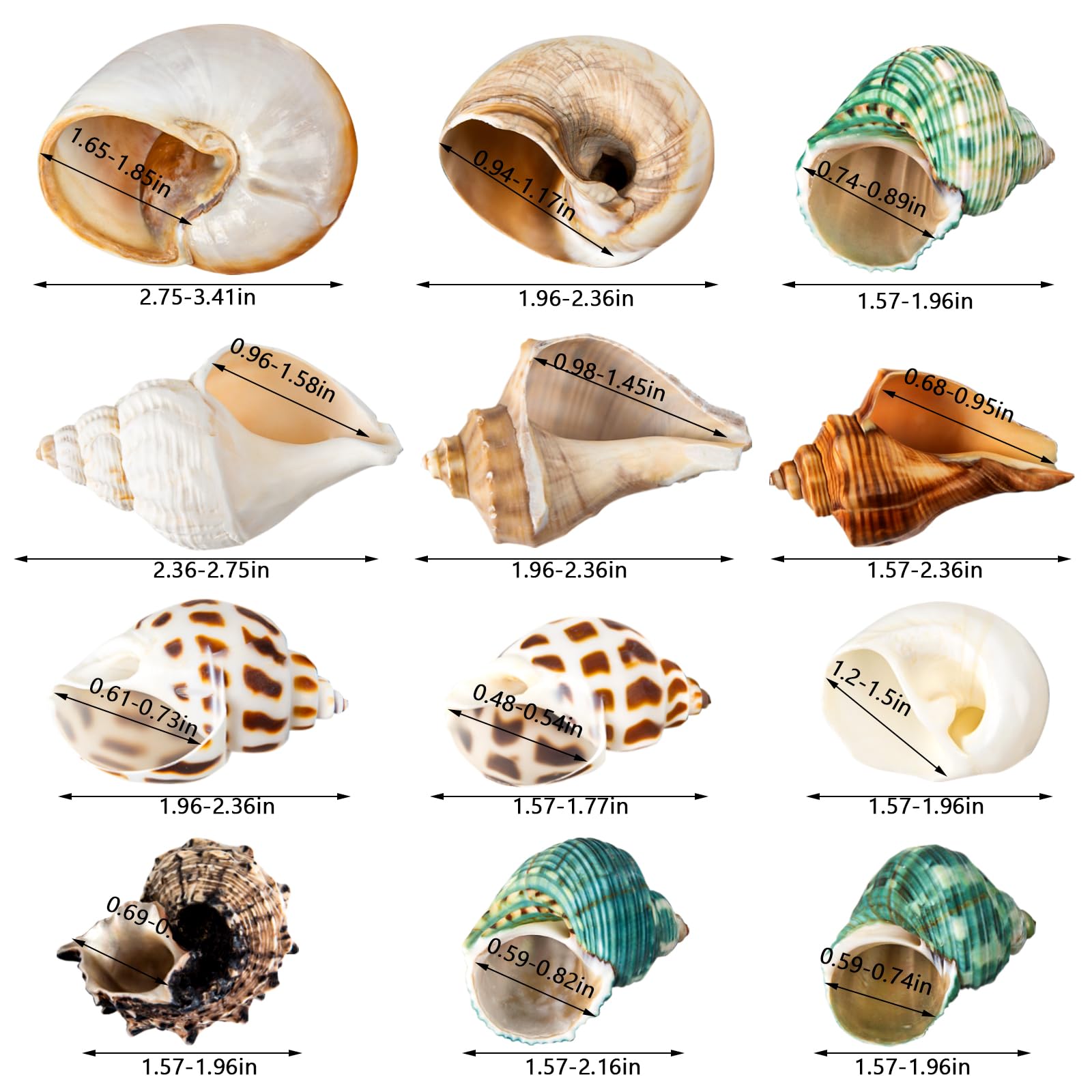 12PCS Hermit Crab Shells | Natural Sea Conch Size 1.6-3.2 | Growth Turbo for Small to Medium and Large Crabs, Saltwater Hermit C