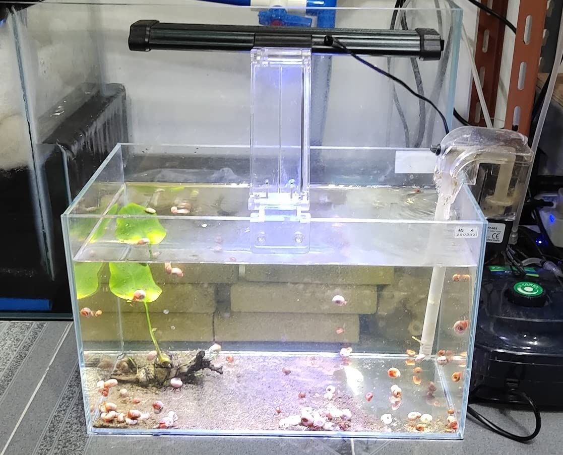 Awxzom Small Nano Rimless Tank, Clear Glass Fish Tank, 1.1 Gallon, 7.8X5.5X5.9Inch/20X14X15Cm, Betta Fish Tank