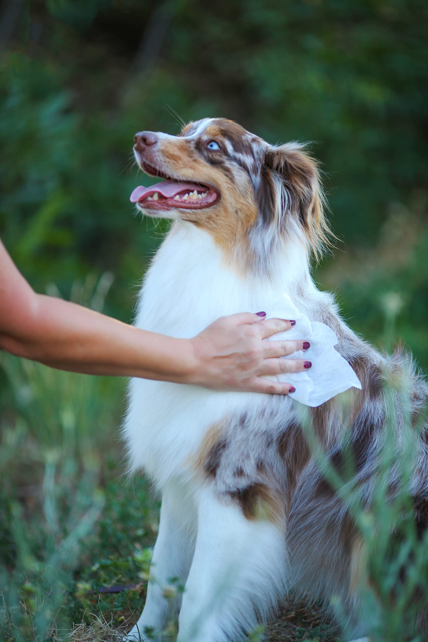 Earthbath, Green Tea & Awapuhi Grooming Wipes - Dog Wipes For Paws And Butt, Best Pet Wipes For Dogs & Cats, Made In Usa, Cruelty-Free Dog Cleaning Wipes, Removes Dirt & Dander - 100 Count (2 Pack)