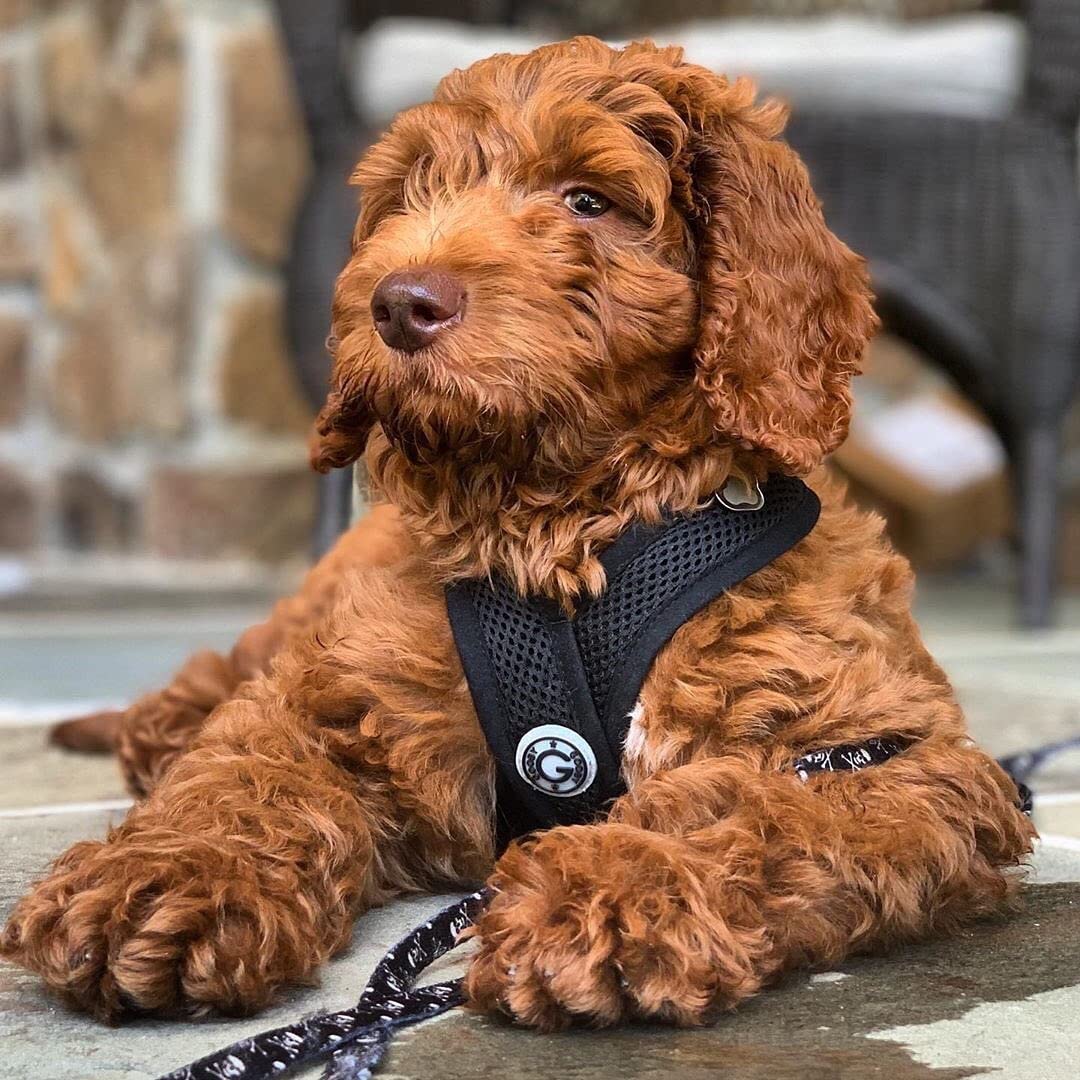 Gooby Comfort X Head In Harness - Black, Large - No Pull Small Dog Harness, Patented Choke-Free X Frame - Perfect On The Go Dog