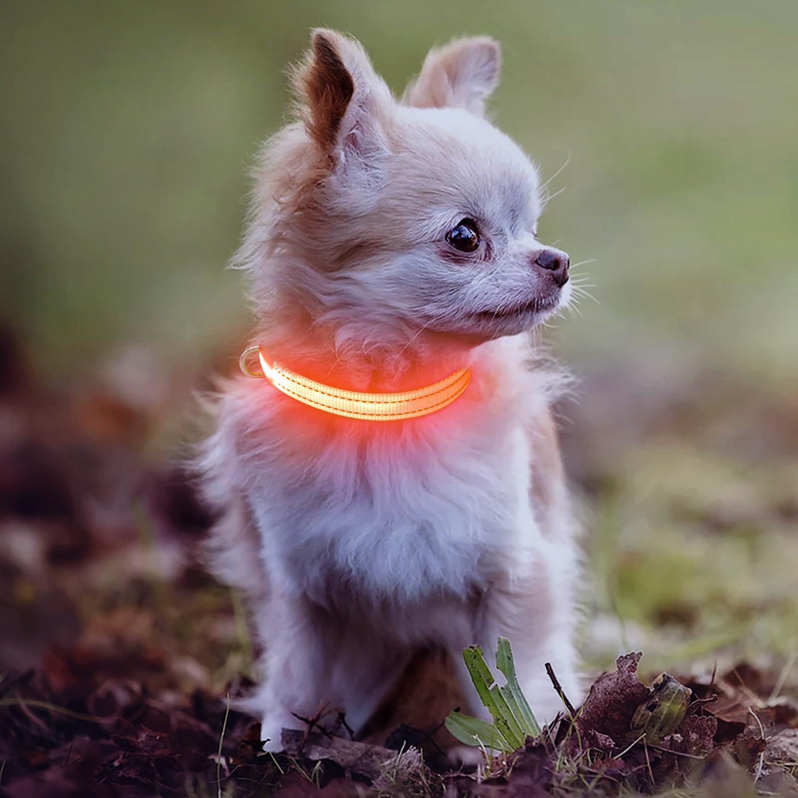 Domiglow Light Up Dog Collar - Rechargeable Led Dog Collar, Adjustable Reflective Puppy Collar, Glowing Safety Dog Lights For Sm