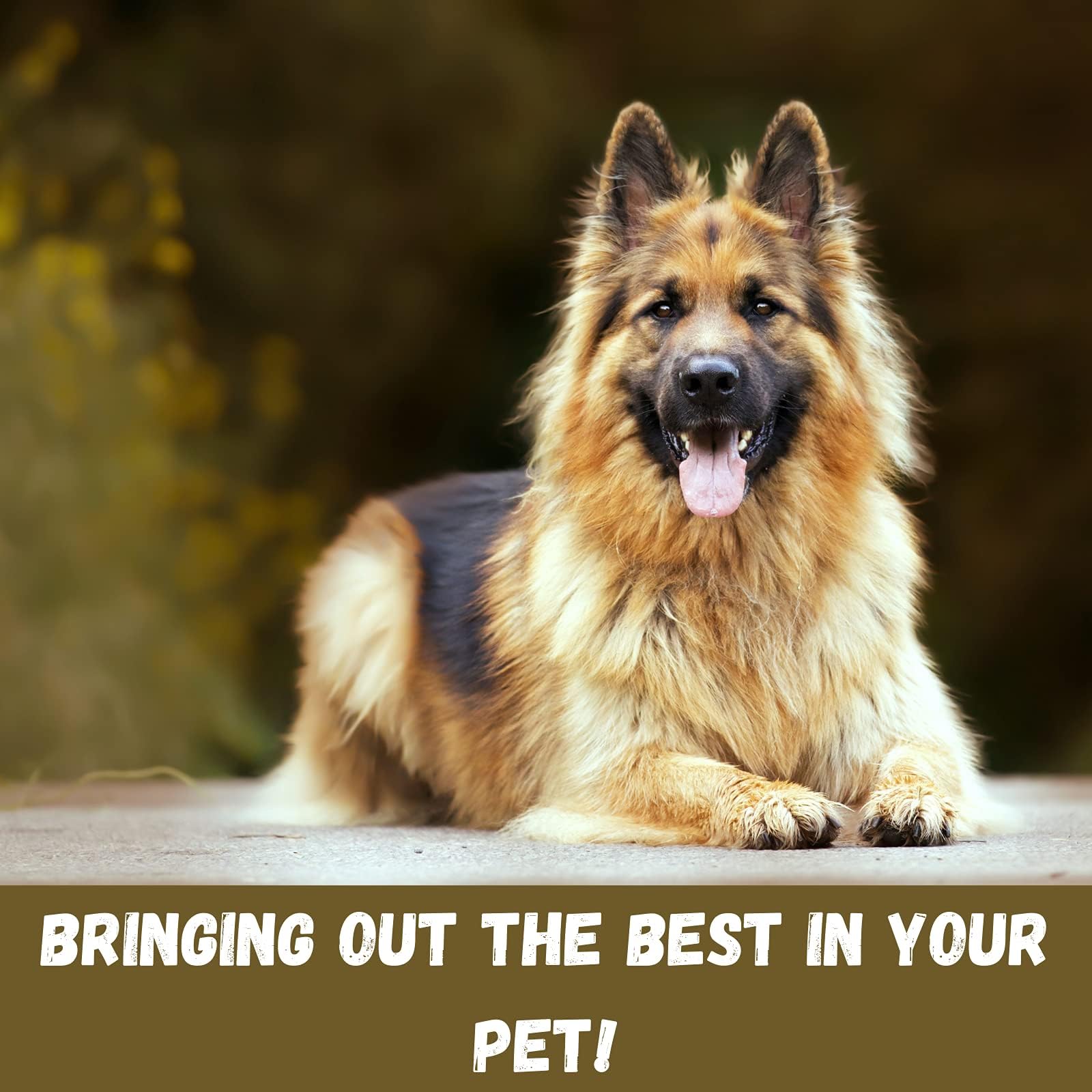 Bio-Groom Groom'N Fresh Dog Shampoo – Odor Eliminating, Dog Bathing Supplies, Puppy Wash, Cat & Dog Grooming Supplies, Cruelty-Free, Made In Usa, Dog Products – 1 Gallon