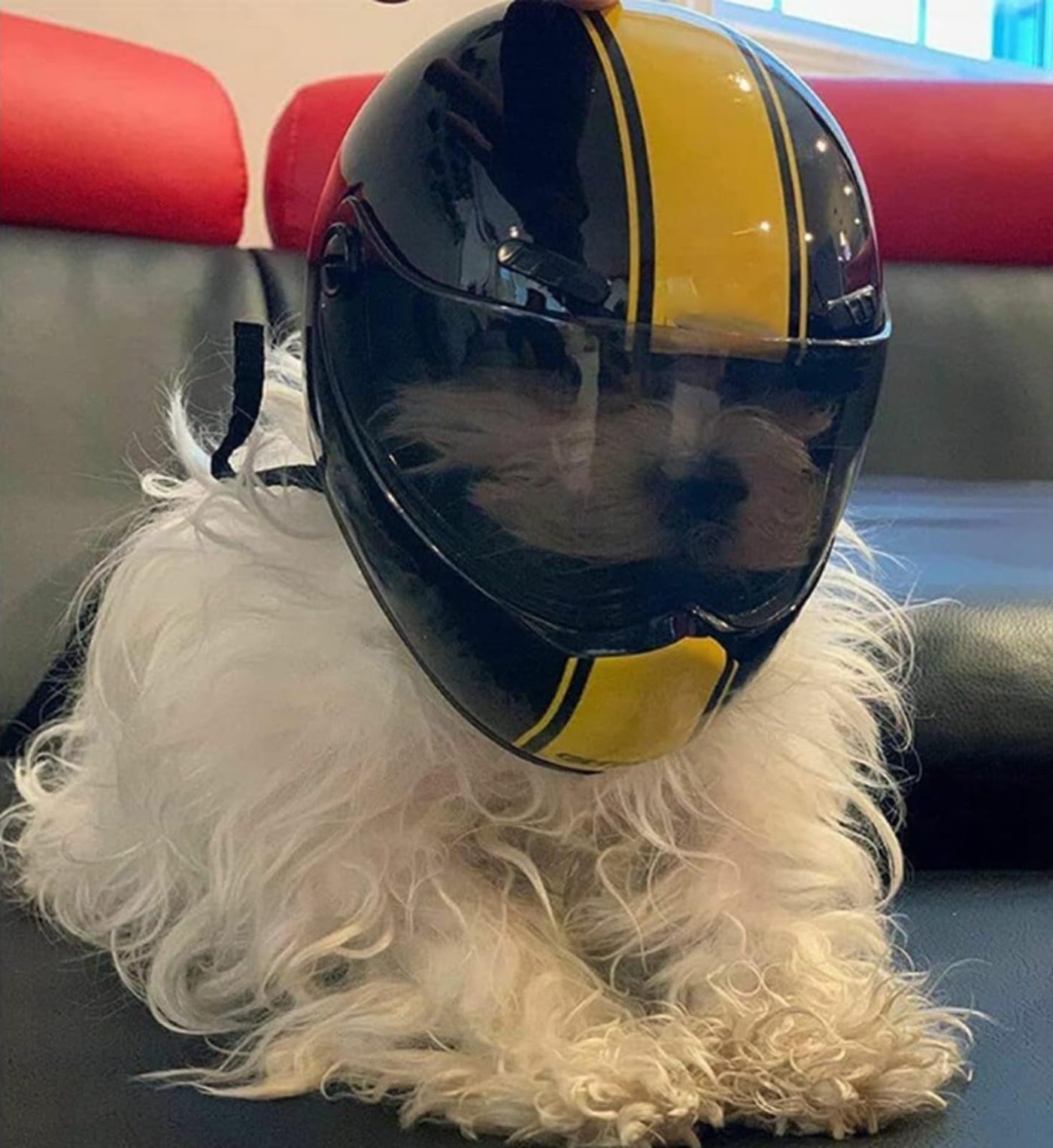 name of shoei helmet dog Pet Motorcycle Helmet Dog/Cat Full Face Motorcycle Helmet Outdoor Moto – Petocart