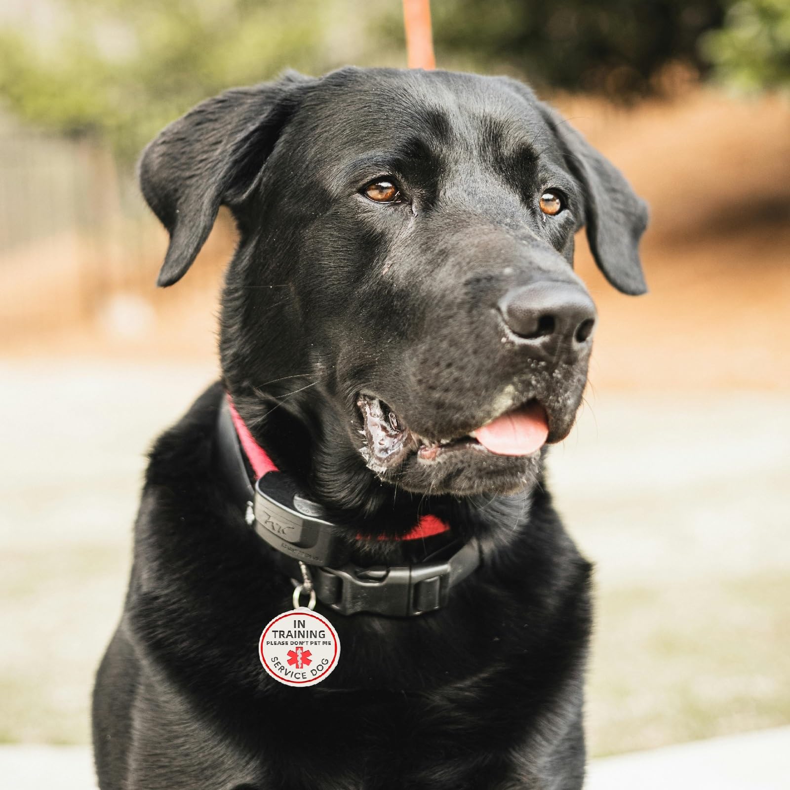 Service Dog In Training Tag For Harness, Id Tag Easily Attach To Dog Collar, Harness (Small)