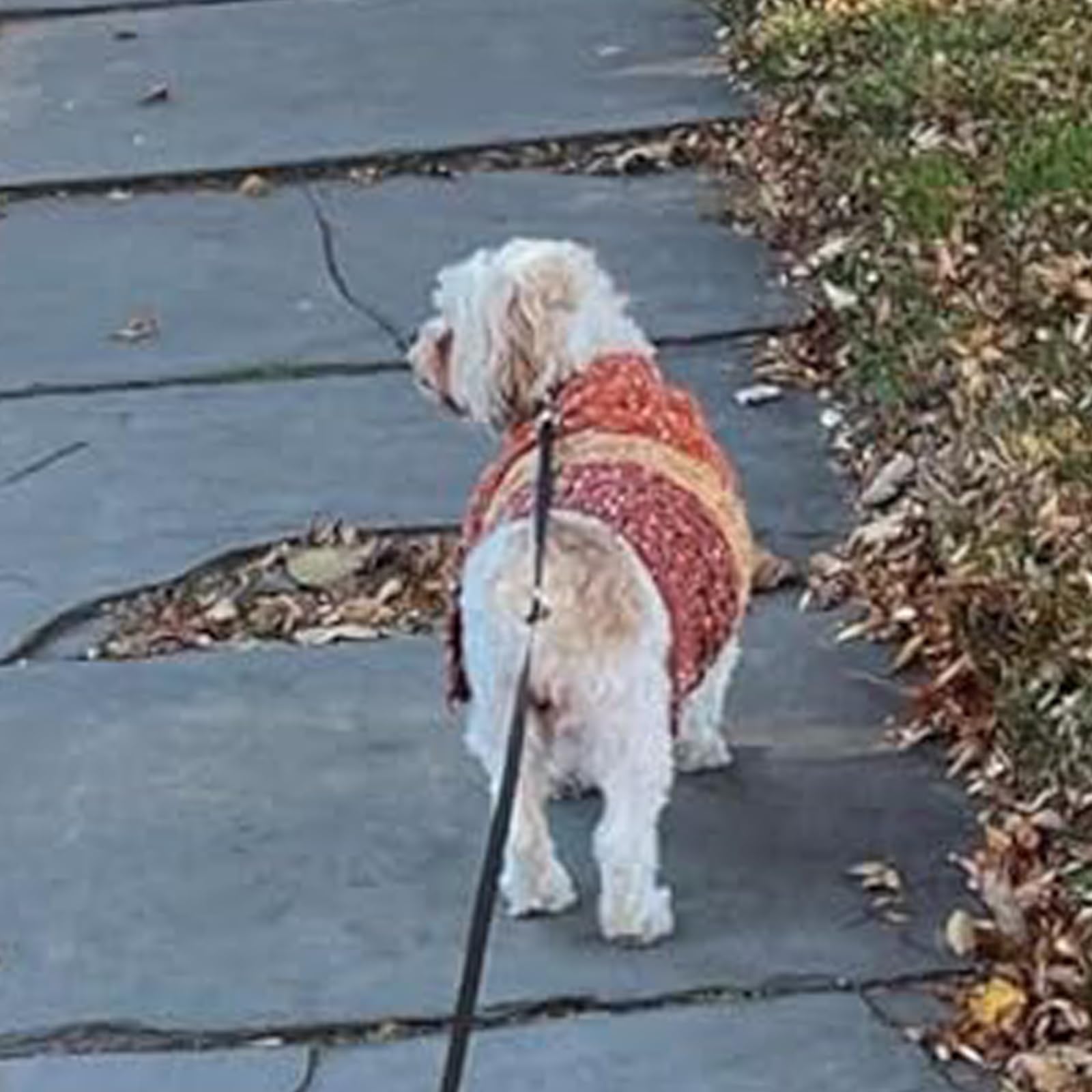 Kyeese Dog Sweater Color Block Dog Sweaters For Medium Dogs Boy With Fuzzy Thread Knitted Turtleneck Medium Dog Sweater Knitwear