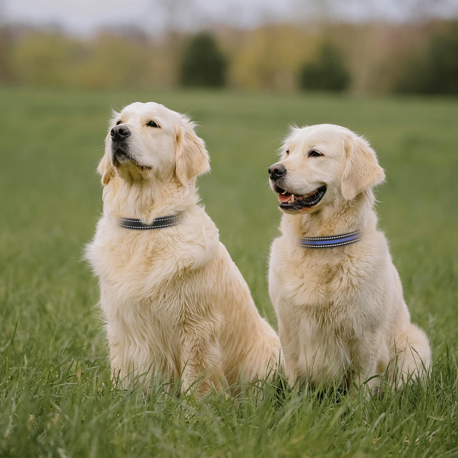 Peture Modern Stylish 3/4'' E Collar Replacement Strap With Quick Release, Adjustable For Small To Large Dogs, Replacement For S