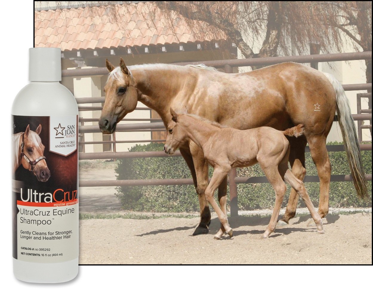 Ultracruz - Sc-395292 Equine Horse Shampoo, 16 Oz