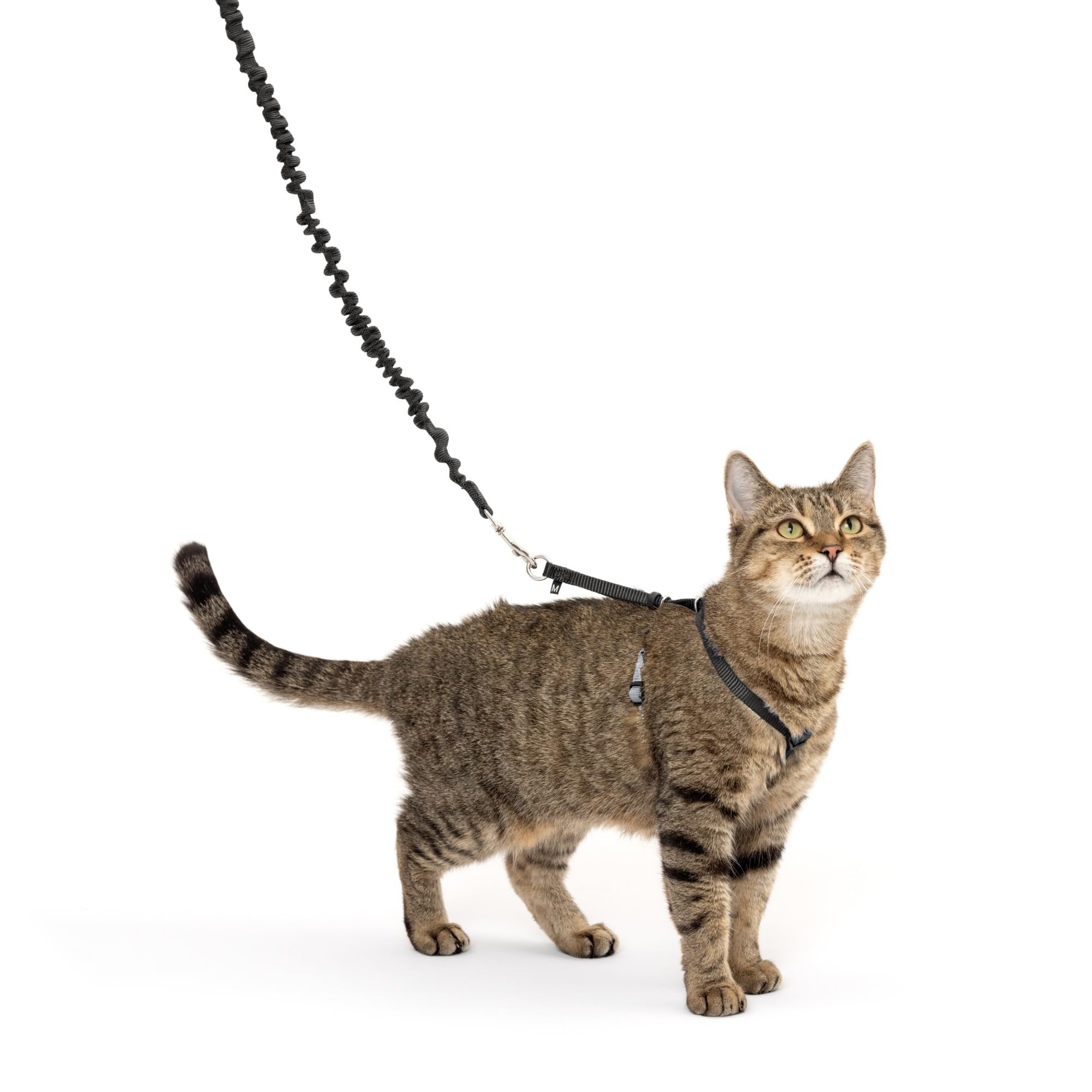 Petsafe Come With Me Kitty Harness And Bungee Leash, Medium, Black