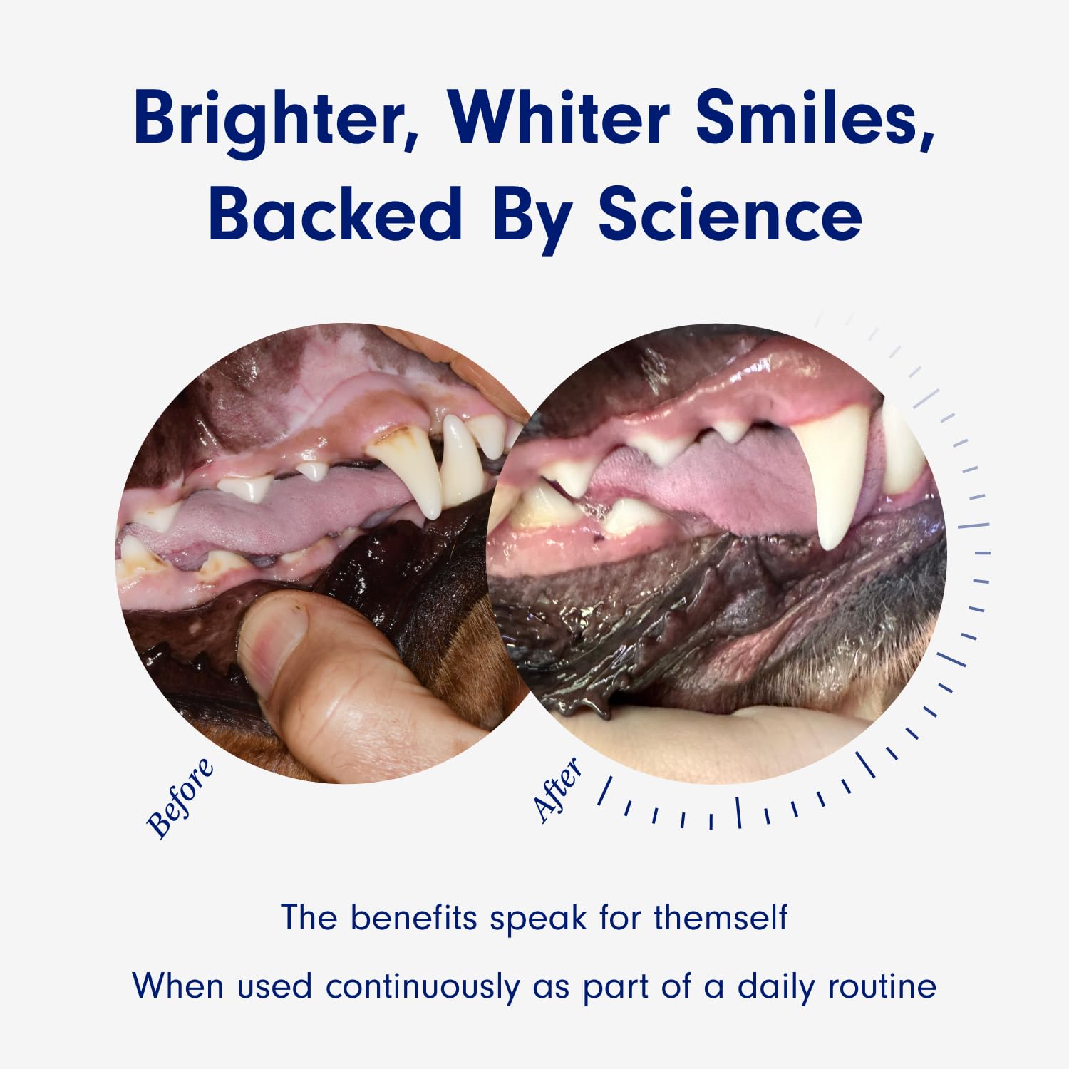 PetLab Co. ProBright Dental Powder - Dog Breath Freshener - Teeth Cleaning Made Easy - Targets Tartar & Bad Breath - Formulated
