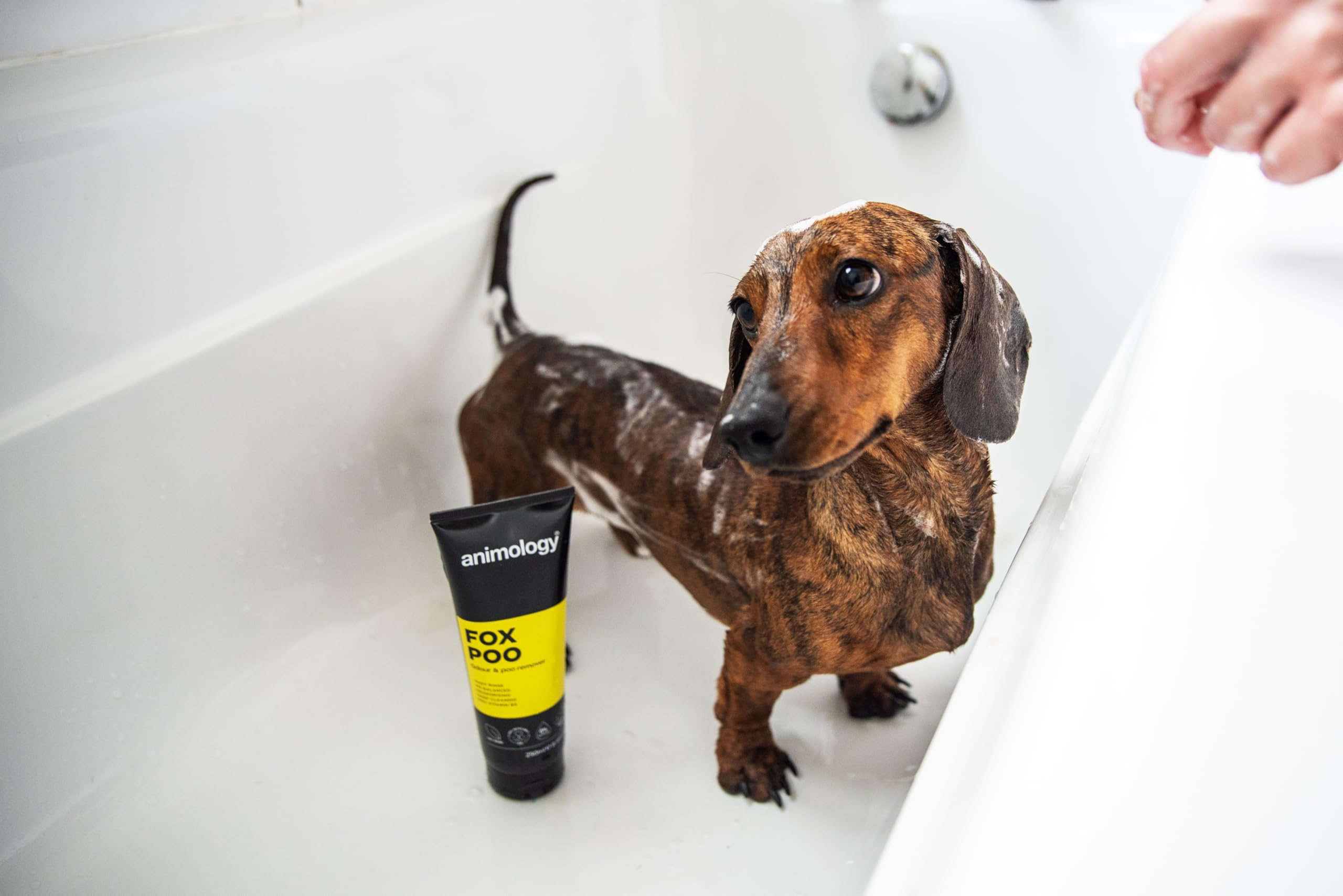 Animology Dog Fox Poo Shampoo 250Ml