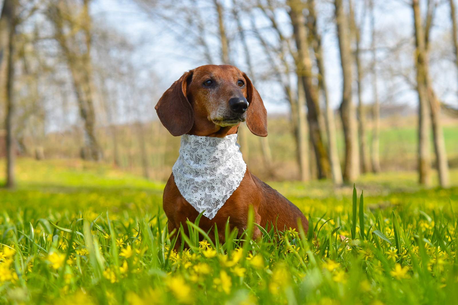 Eechicspace Princess Dog Wedding Bandana White Lace Scarf For Small Medium To Extra Large Dogs