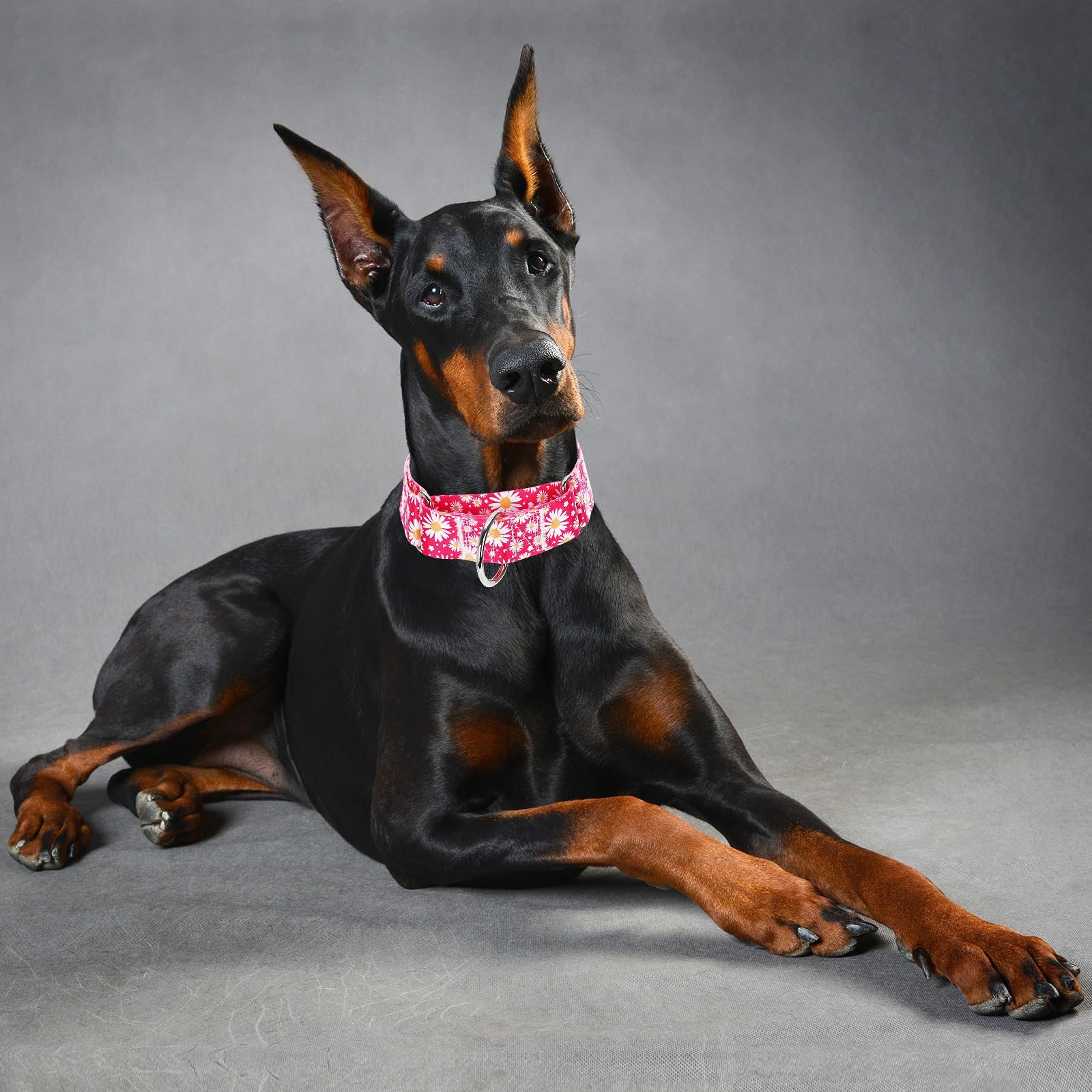 Martingale Dog Collar For Large/X-Large Dogs - Heavy Duty 1.5'' Military Grade Nylon Collar With Red Daisy Floral Design, No-Sli