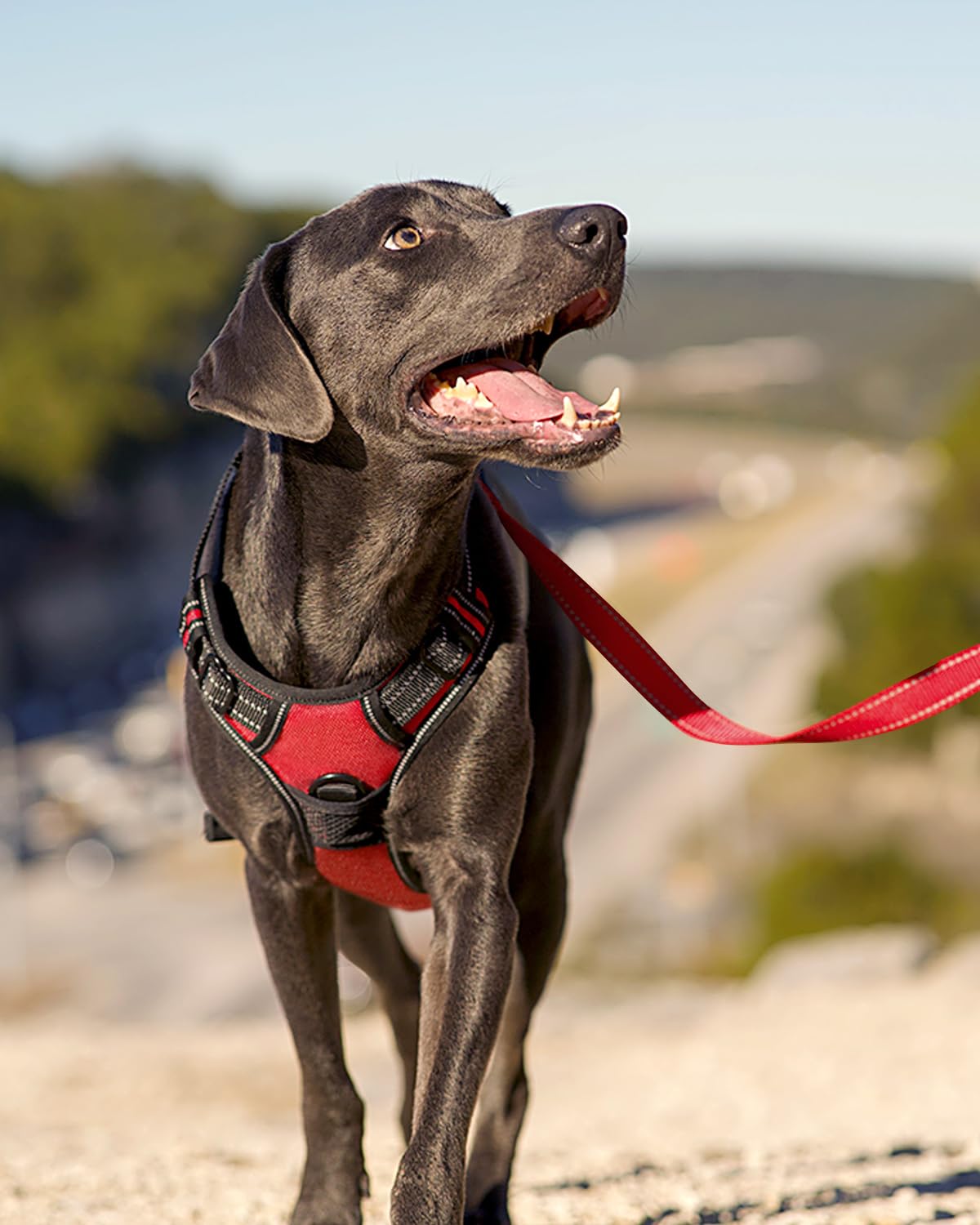 Joytale No Pull Dog Harness For Large Dogs, Reflective Pet Vest With 2 Leash Clips, Adjustable Soft Padded Harnesses With Easy C