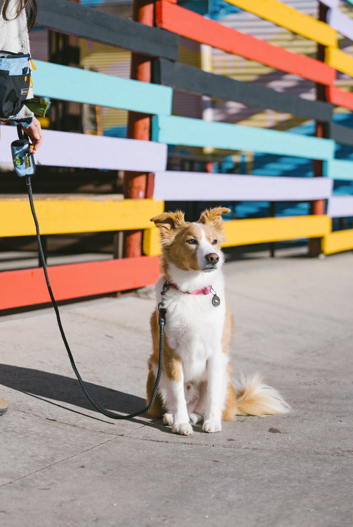 Ollydog Tilden Collar, Waterproof Dog Collar With Quick Release Buckle, Coated Stink-Proof Webbing, Lightweight Collar For Large, Medium And Small Dogs (Medium, Pink)