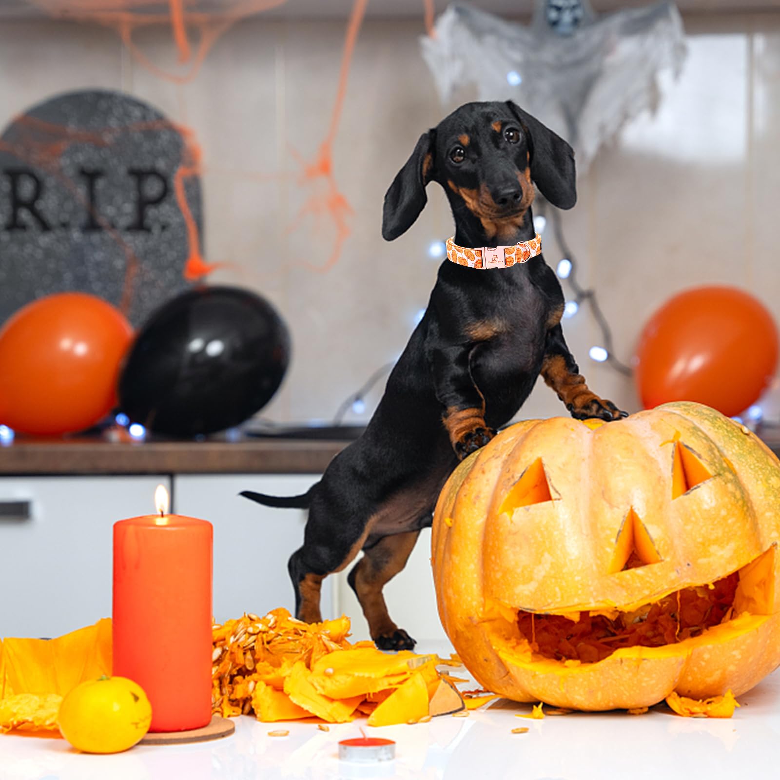 Lionheart Glory Halloween Dog Collars Pumpkin Dog Collar Heavy Duty Adjustable Fall Dog Collar For X-Small Puppy Collar Dog Female Or Male Dog Collar