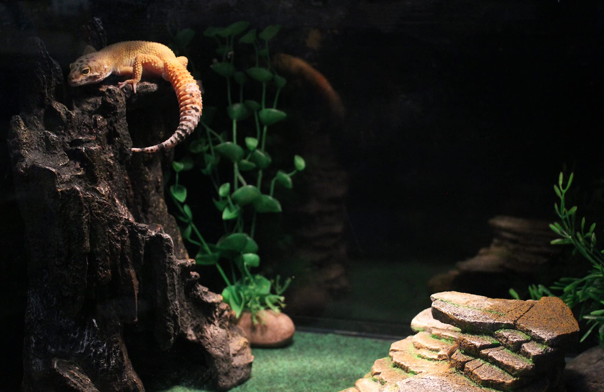 Penn-Plax Reptology Shale Step Ledge Cave Hideout - Aquarium & Terrarium Decoration - for Fish, Reptiles, Amphibians, and Small