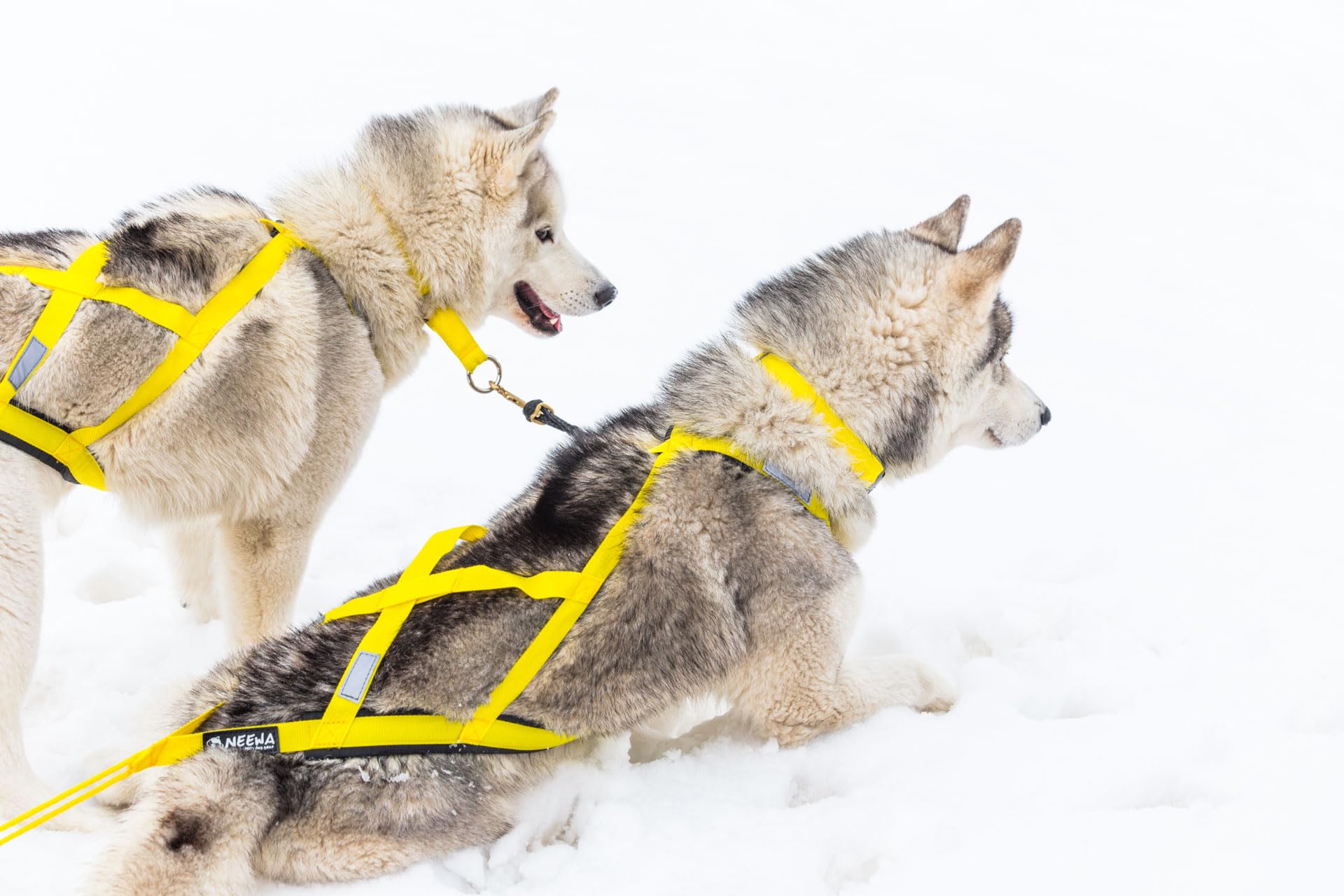 Neewa Sled Pro Harness (Large, Yellow), Dog Pulling Harness, Husky Harness, Mushing Harness, X Back Harness Dog For Dog Exercise, Bikejoring, Skijoring, Dog Sledding, Canicross, Scootering