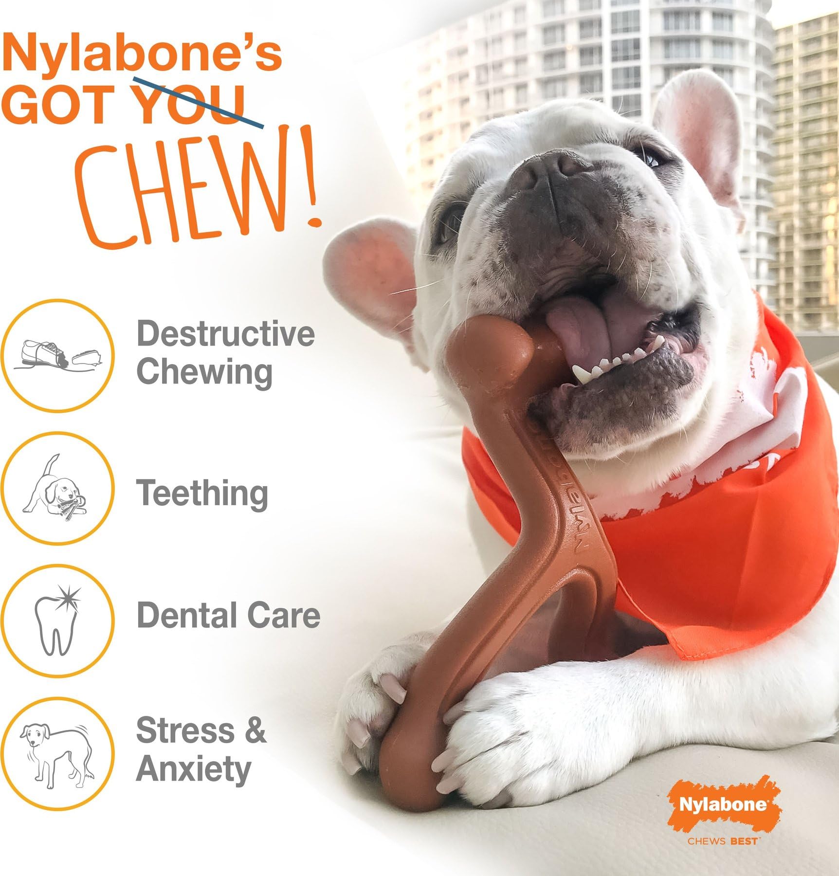 Nylabone Durachew Bacon Blister Card Petite