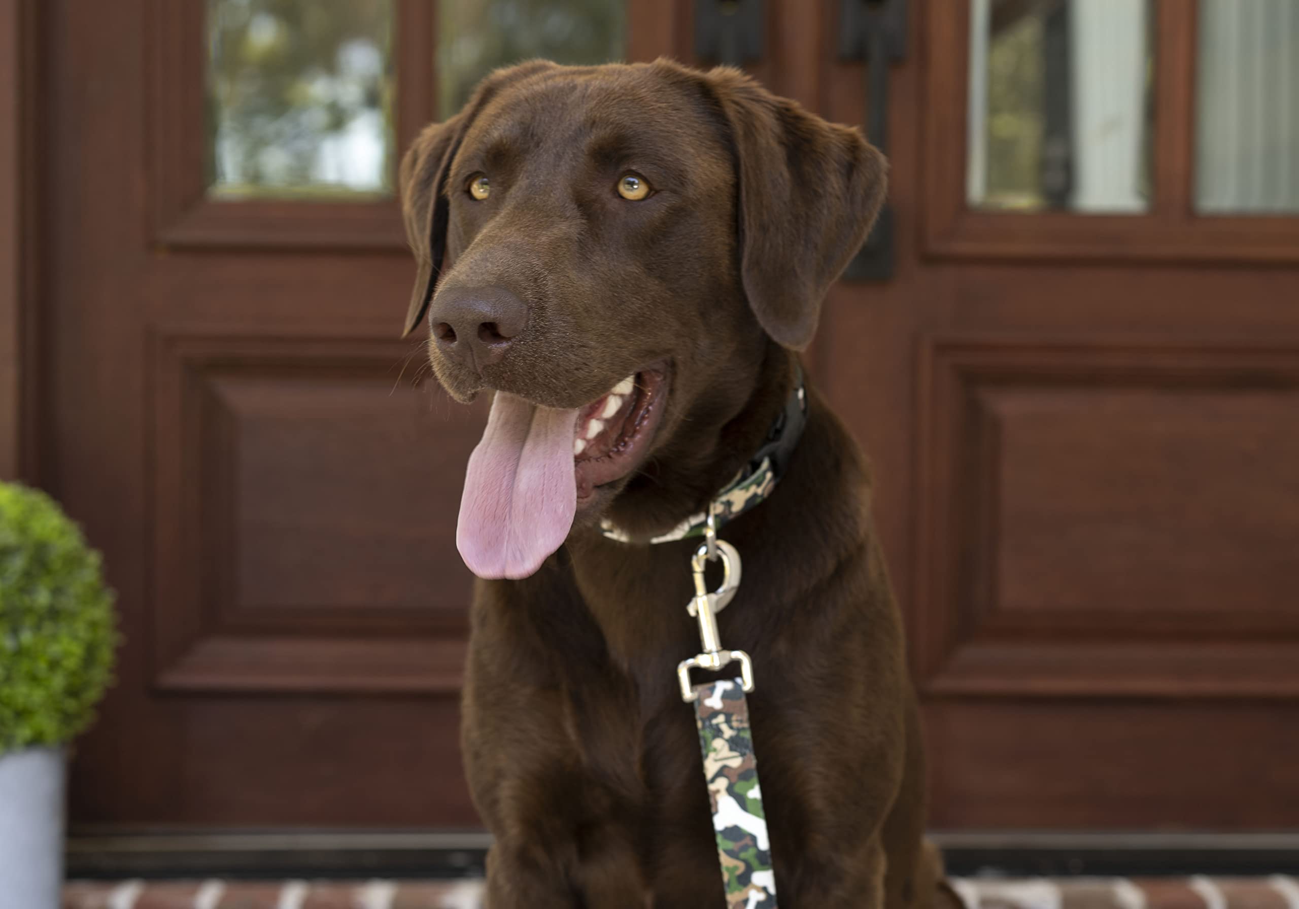 Country Brook Petz - Deluxe Woodland Bone Camo Dog Collar - Made In The U.S.A., Camouflage Collection Featuring Rugged Designs (