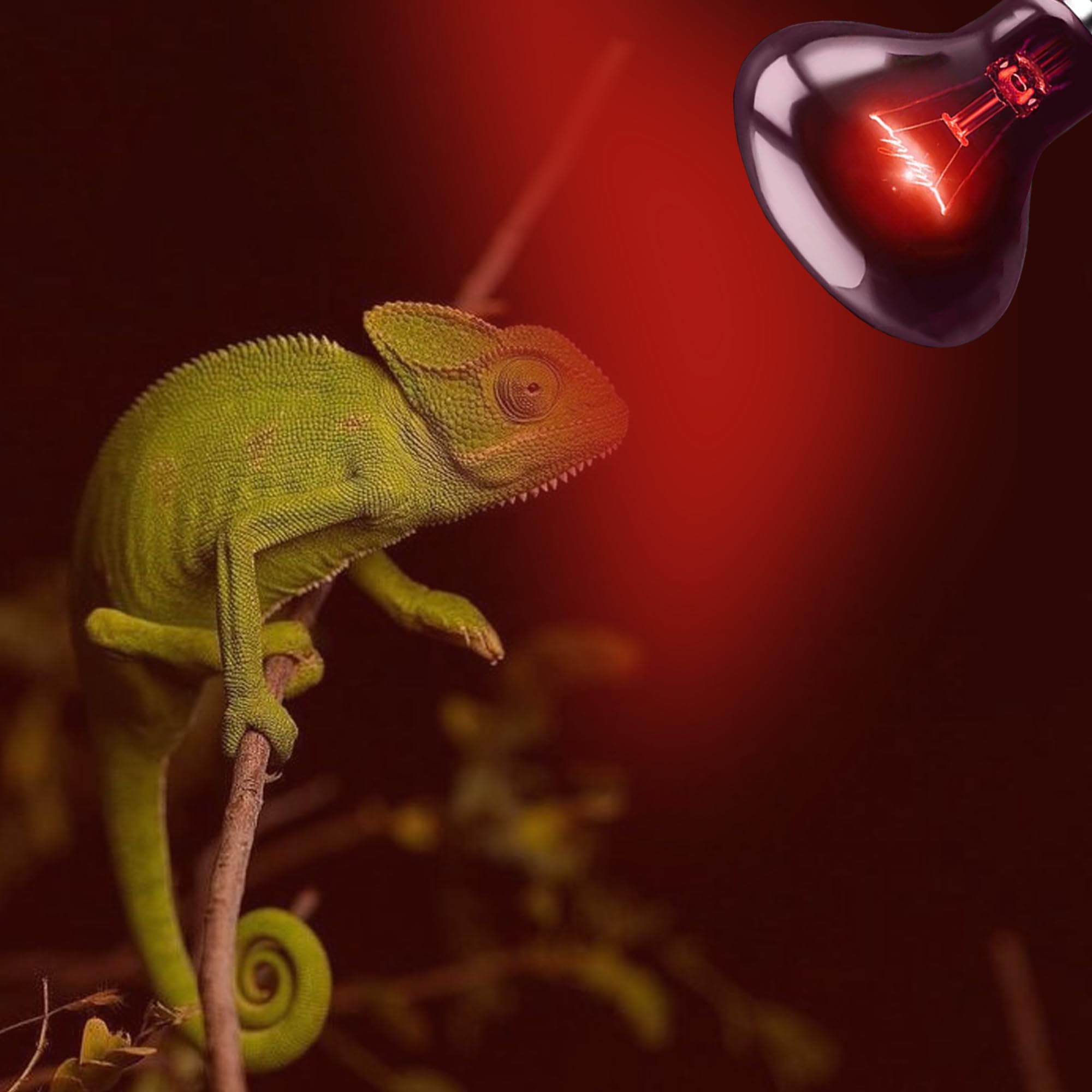 Hartompet 75W Infrared Basking Spot Light Bulbs - Ideal For Reptiles & Amphibians Like Bearded Dragons, Snakes, Turtles & Lizard