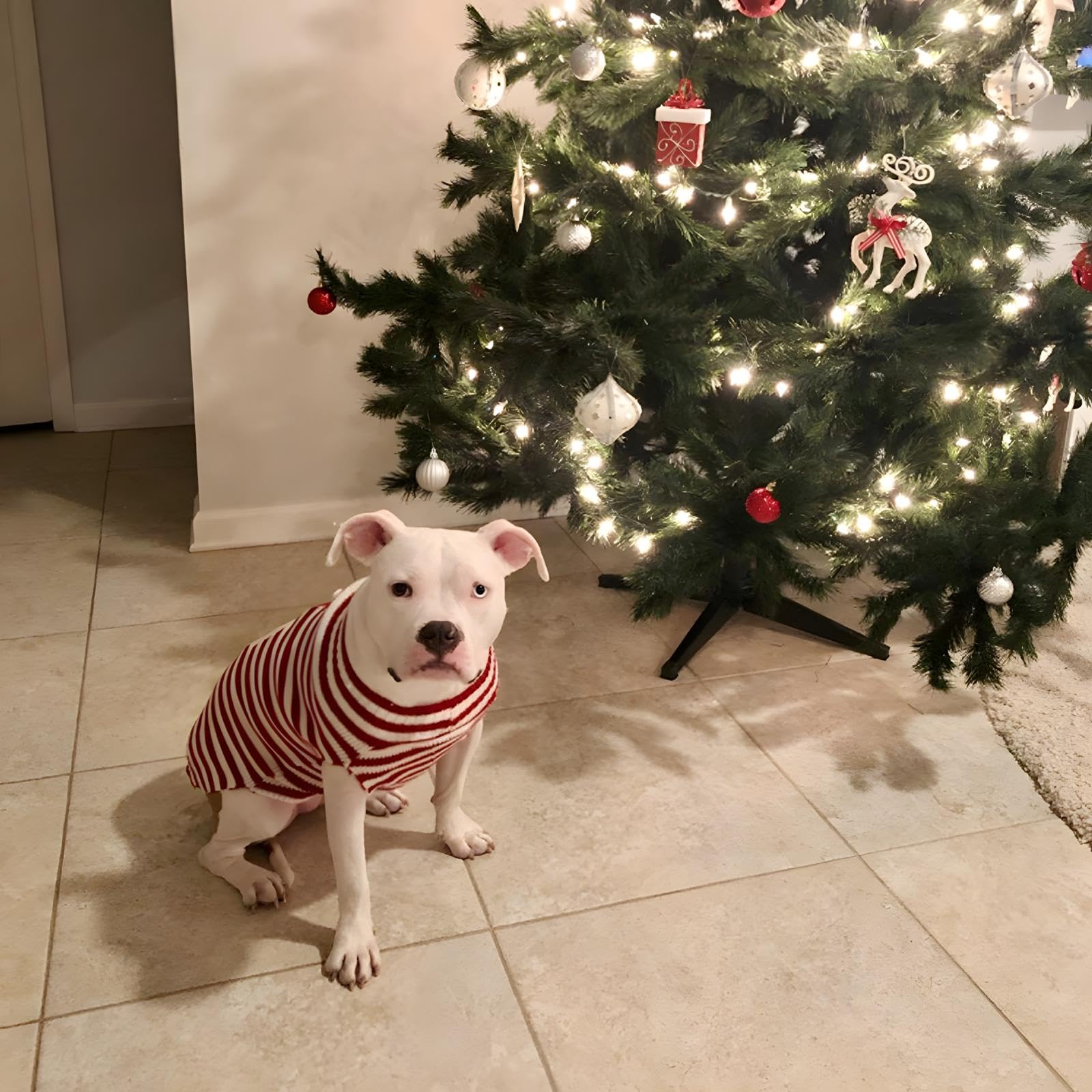 NACOCO Santa Claus Pet Sweater Dog Sweaters Cold Weather Outfit for Small to Medium Sized Dogs and Cats for Christmas Day (Santa