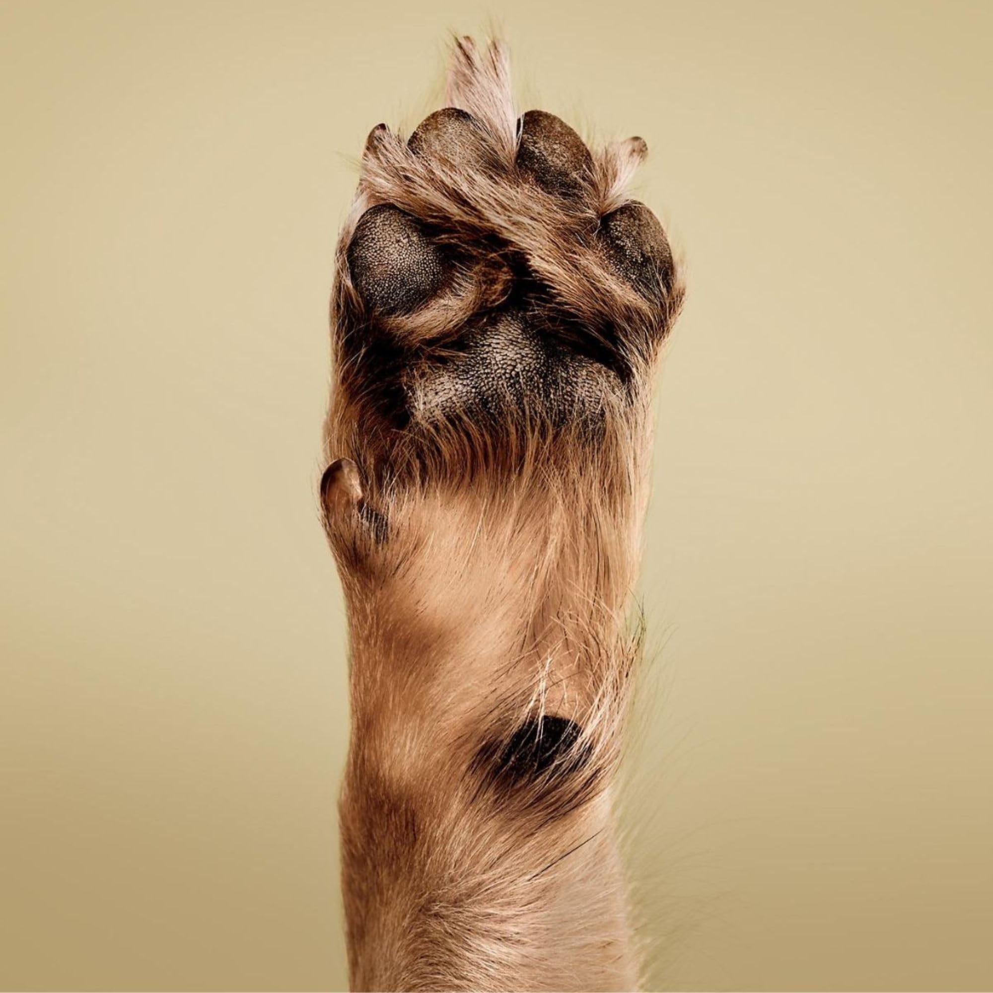 Paul Mitchell Pet Soothing Oatmeal Shampoo, Gentle Formula, 16.9 fl. oz.