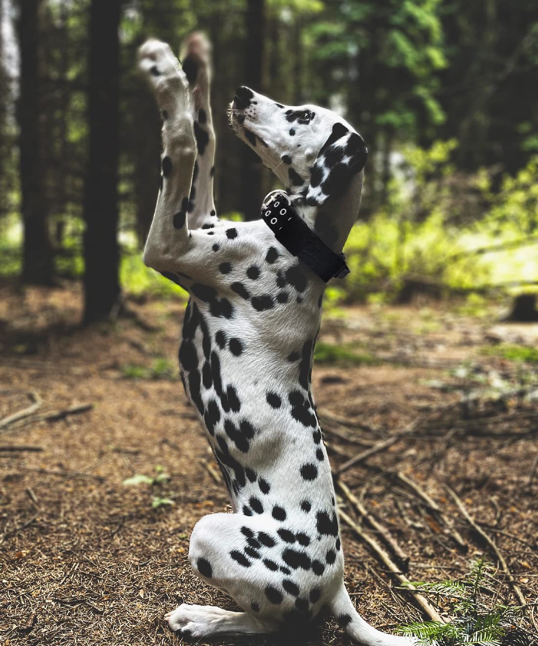 Dog Collar For Large Dogs - 2 In Black Collars With Handle For Extra Large Breed Dogs, Heavy Duty K9 Nylon Pet Tactical Collar X