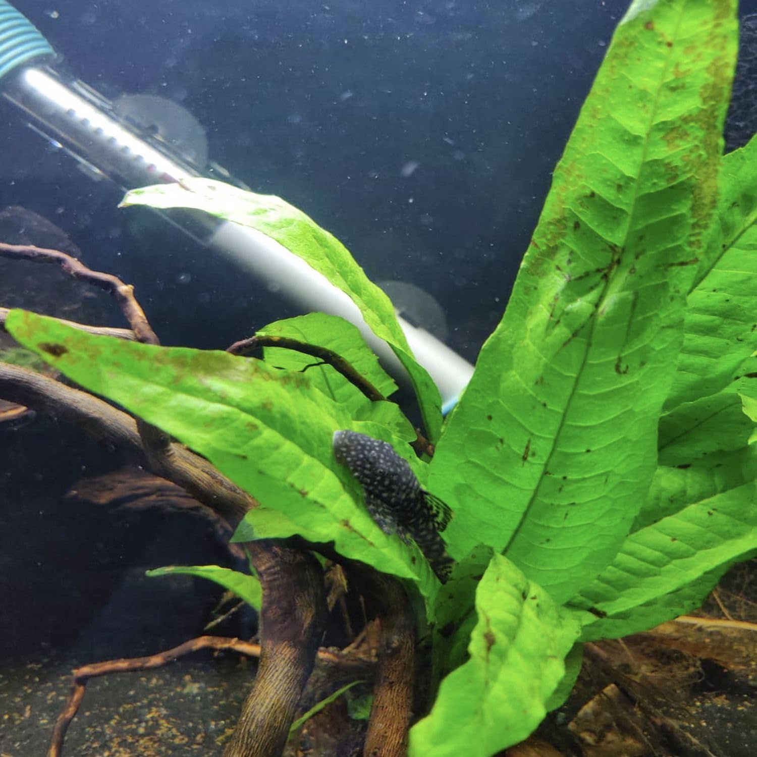 5X Java Fern Microsorum Pteropus Looses Aquarium Live Plant for Fish Tank Decoration