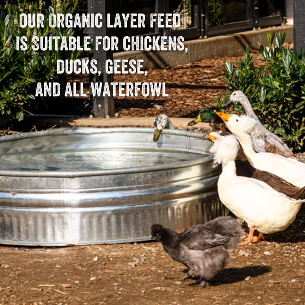 Scratch and Peck Feeds Whole Grain Layer Mash Chicken and Duck Feed - 40 lbs Bag - Corn-Free and Soy-Free - 16% Protein, Certifi