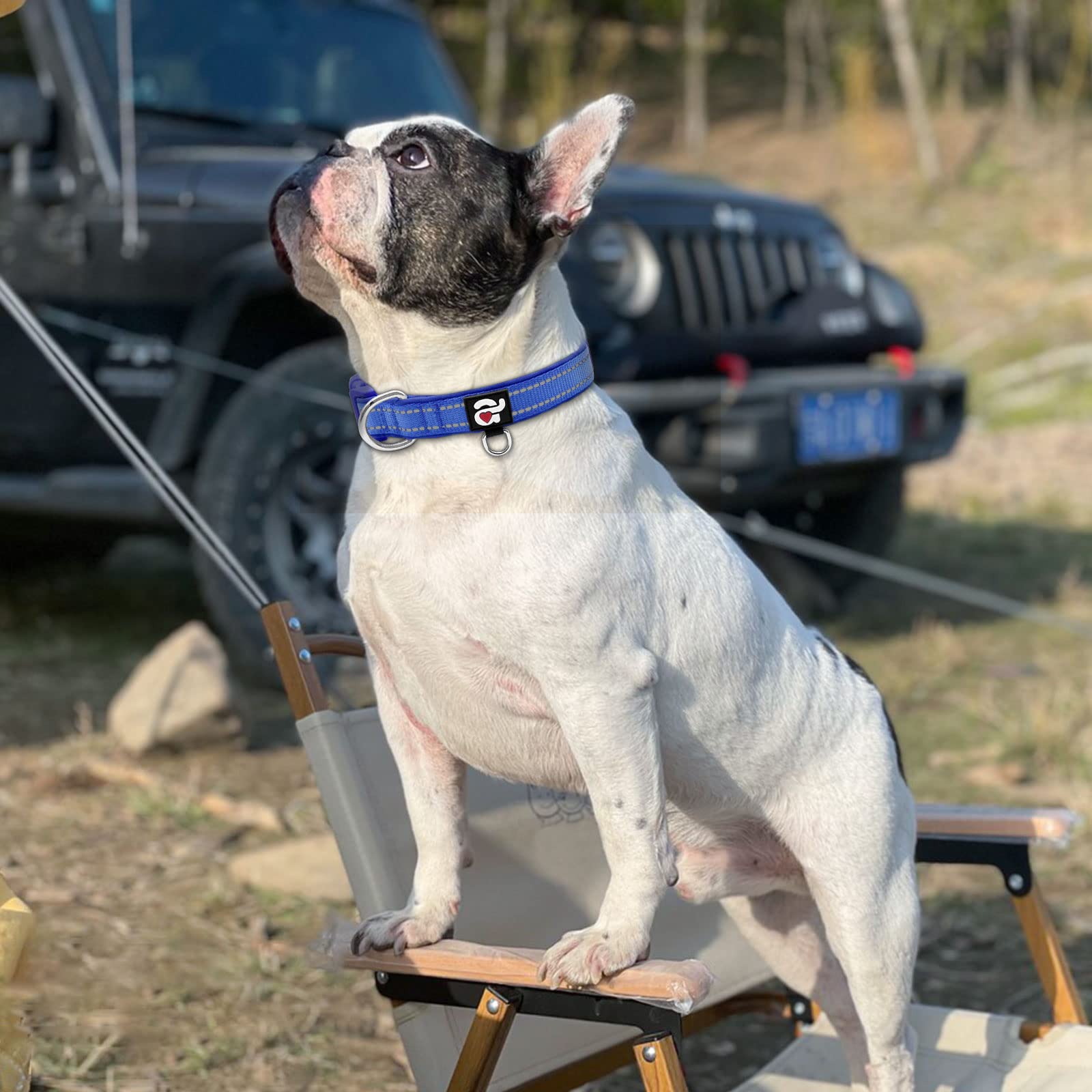 Azuza Reflective Dog Collar,Soft Neoprene Padded Pet Collar With Id Tag Ring,Adjustable For Medium Dogs,Royal Blue,M