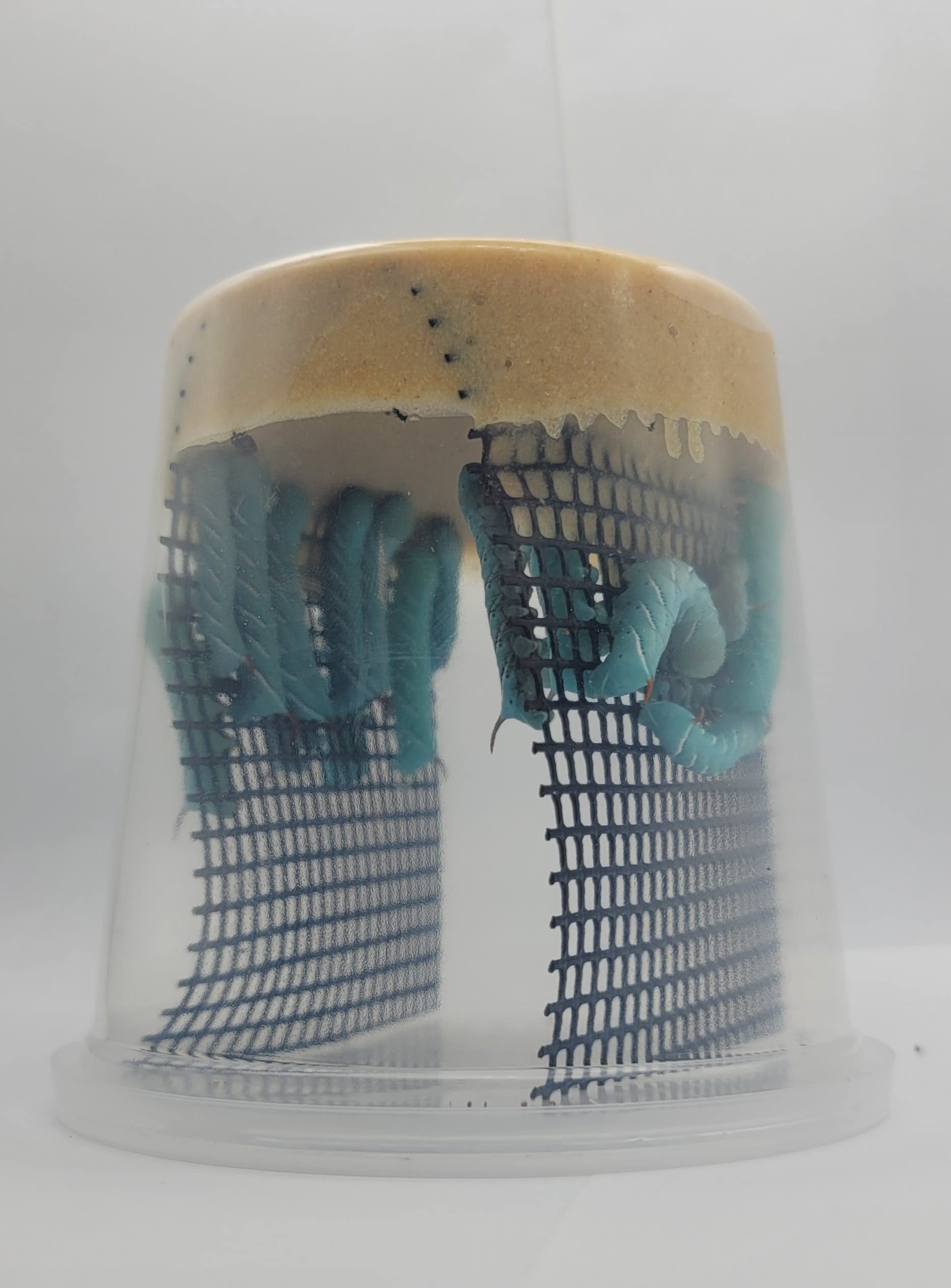 Live Hornworm Cup (25-35 Count) | UPS Shipping | for Bearded Dragons and Reptiles | Live Arrival Guarantee