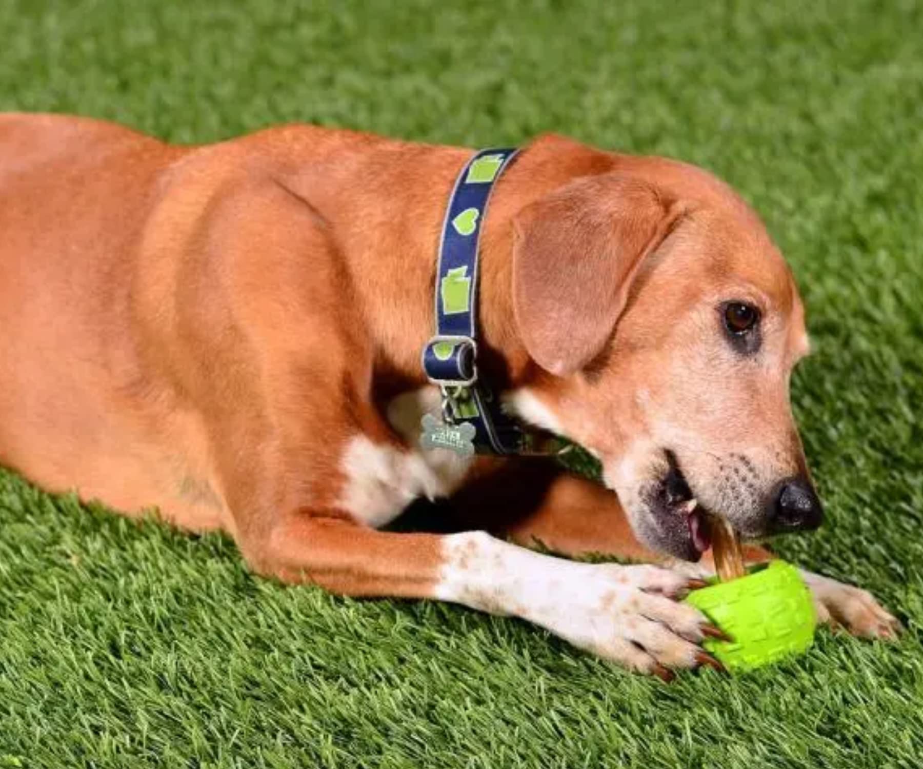 Cycle Dog High Roller Plus Medium Blue Erratic Bounce Treat Hiding Ball - Tough & Sustainable Chew Toy/Great For Play And For Aggressive Chewers/Made In Usa
