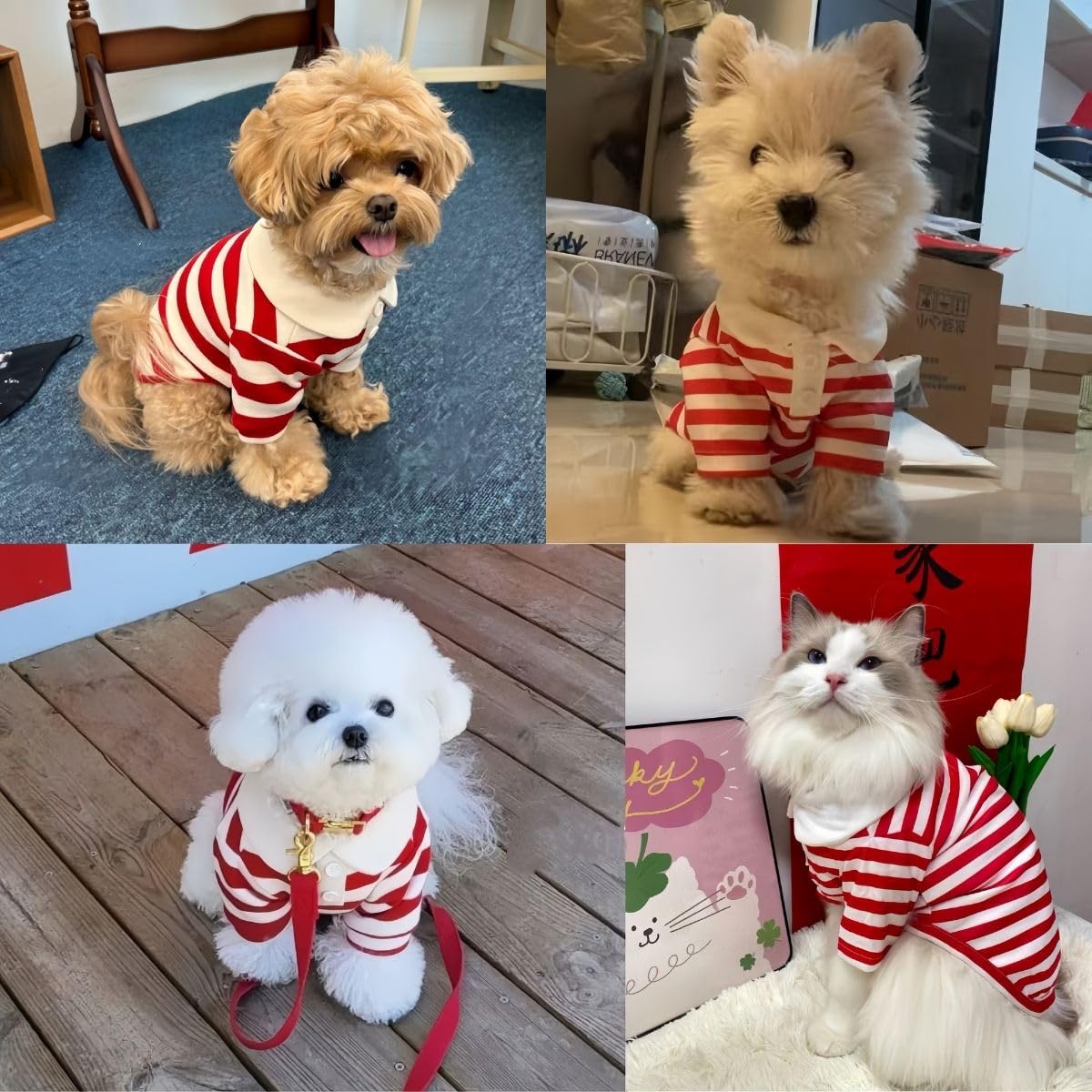 Manon Rosa Cute Dog Clothes Boy Dog Polo Shirt For Small Medium Dogs - Summer Male Puppy T Shirts For Yorkie Poodle Shih Tzu Dac
