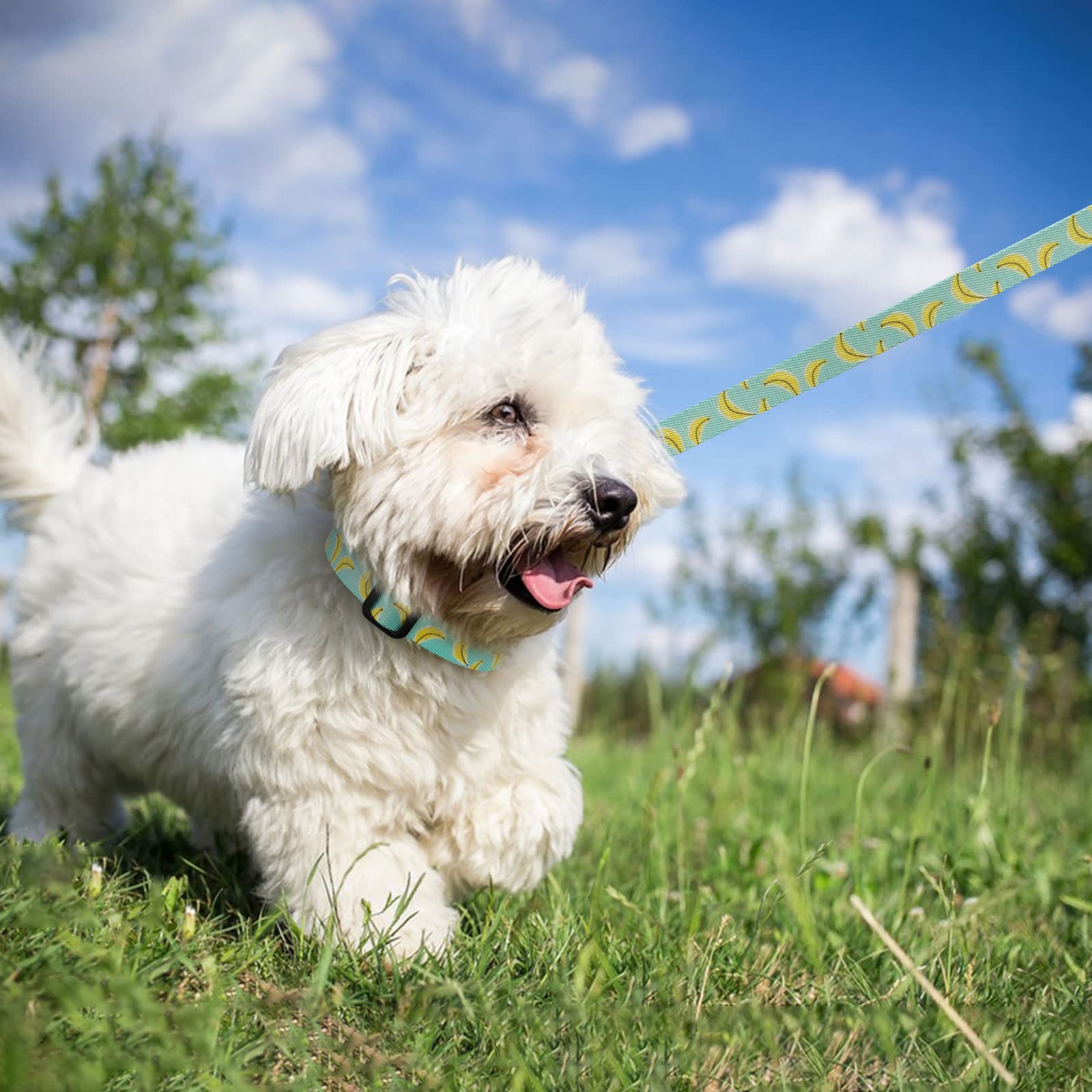 Azuza Dog Collar And Leash Set, Cute Patterns On Nylon Collar And Matching Leash, Great Option For Extra Small Dogs