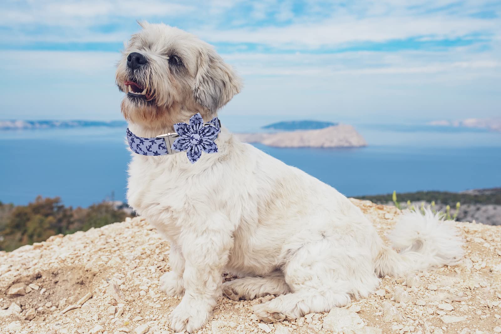 Lionet Paws Dog Collar With Flower, Summer Flower Collar For Dog,Adjustable Comfortable Dog Collar Gift For Puppy Small Medium L