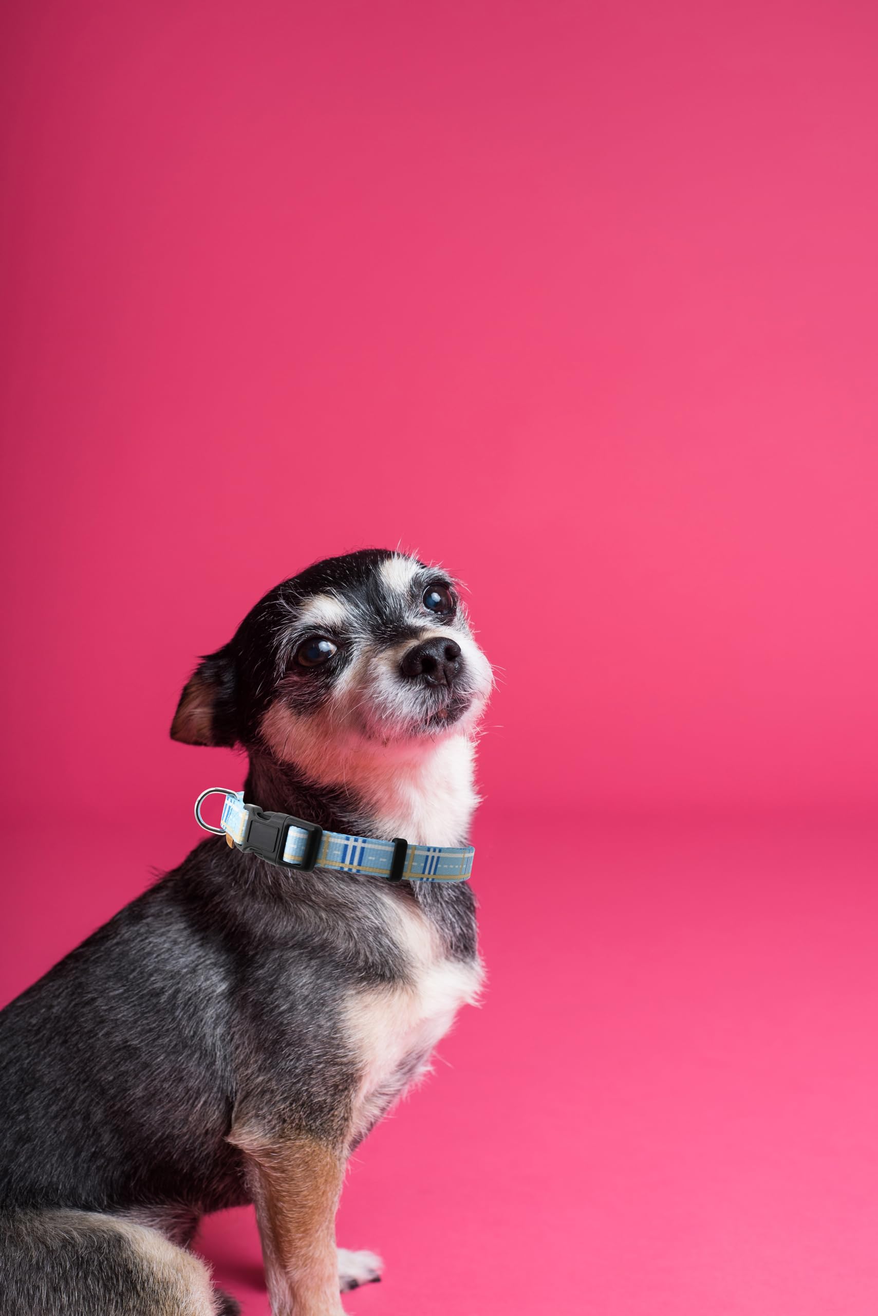 Aiminto Dog Collar, Cute Stripe Pattern, Soft And Adjustable Collar With Quick Release Buckle (Xs (Neck 9-13'', Width 3/8''), St