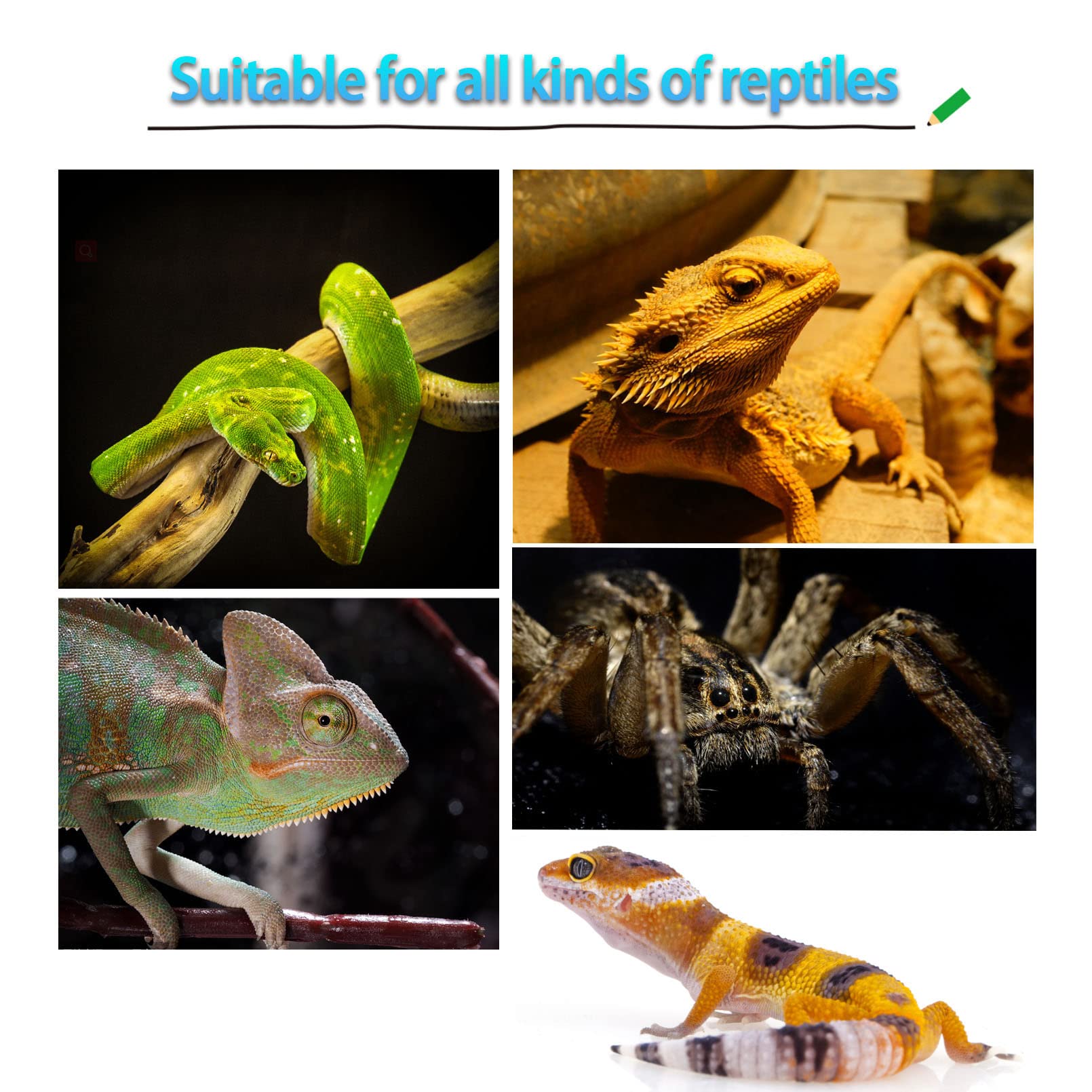 PINVNBY Crested Gecko Coconut Hut with Ladder,Natural Lizard Coconut Shell Hideout Home Reptile Coco Den with Jungle Climber Vin