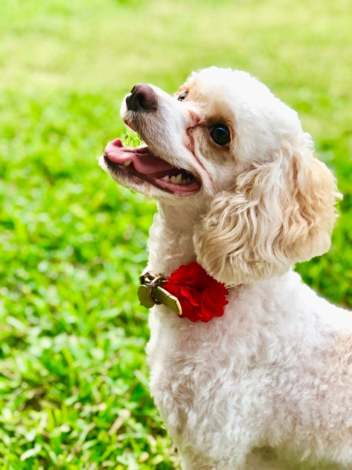 Pet Show 2' Valentines Small Dogs Flower Collar Accessories For Cat Puppies Rabbit Pigs Collars Bows Grooming Supplies Red Rose Hotpink Pink For Girls Pack Of 4