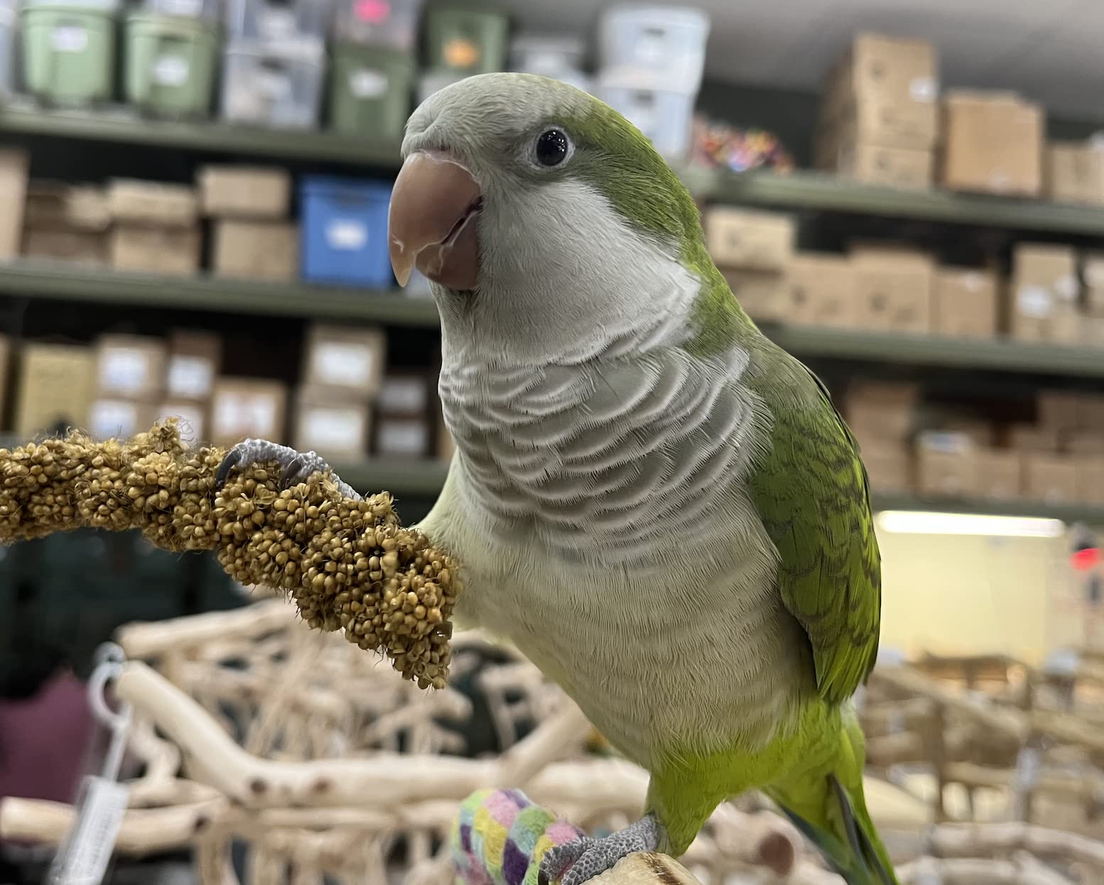 Birds LOVE Economy Special Spray Millet - GMO-Free (No Stems Only Edible Tops) for Birds Cockatiel, Lovebird, Parakeet, Finch, C