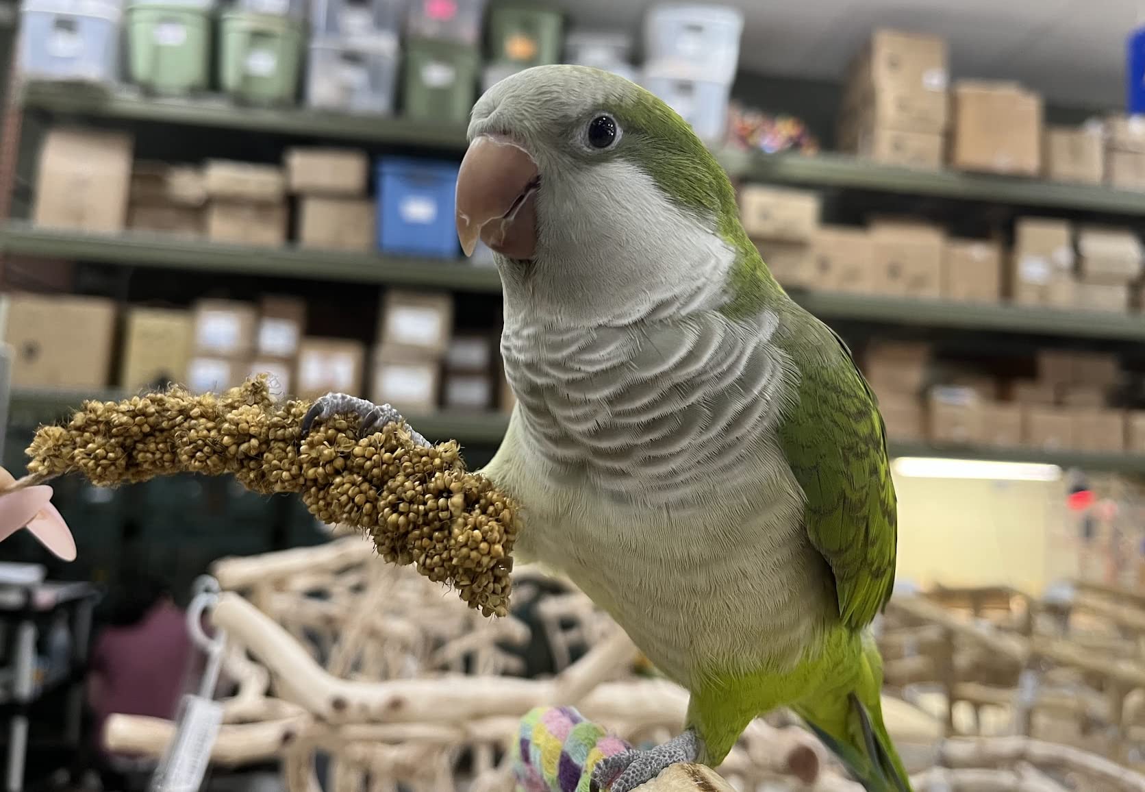Birds LOVE Economy Special Spray Millet GMO-Free (No Stems Only Edible Tops) for Birds Cockatiel Lovebird Parakeet Finch Canary
